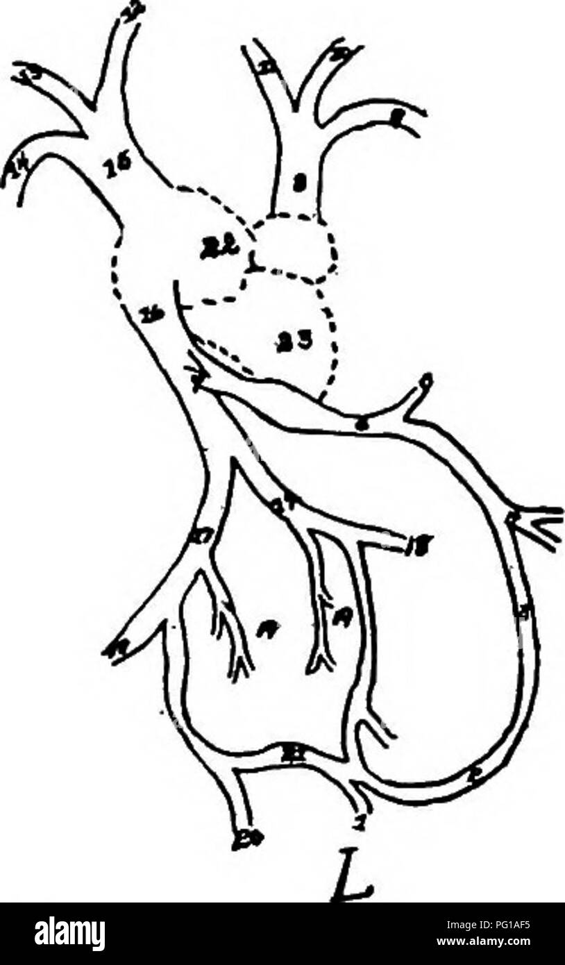 . L'anatomia dei polli domestici . Animali domestici; medicina veterinaria; pollame. Maiale K. 6iB. K. Il trunk arterioso, i. Il centro di arteria sacrale. 2, l'arteria hypogastric. 3, la sezione posteriore arteria mesenterica. 4, l'arteria ischiadic. 5, l'arteria femorale. 6, l'arteria renale. 7 Il pettorale sinistra arteria o thoracico caudalis. 8, sinistra axUlary arteria. 9, l'arteria carotidea sinistra. 10, la sinistra brachio-arteria cefalica. 11, l'arteria carotidea destra. 12, il diritto arteria brachiale. 13. Il diritto di arteria pettorale. 14, l'arteria carotide comune. 15, l'aorta posteriore. 16, il celiaco asse. 17, Foto Stock