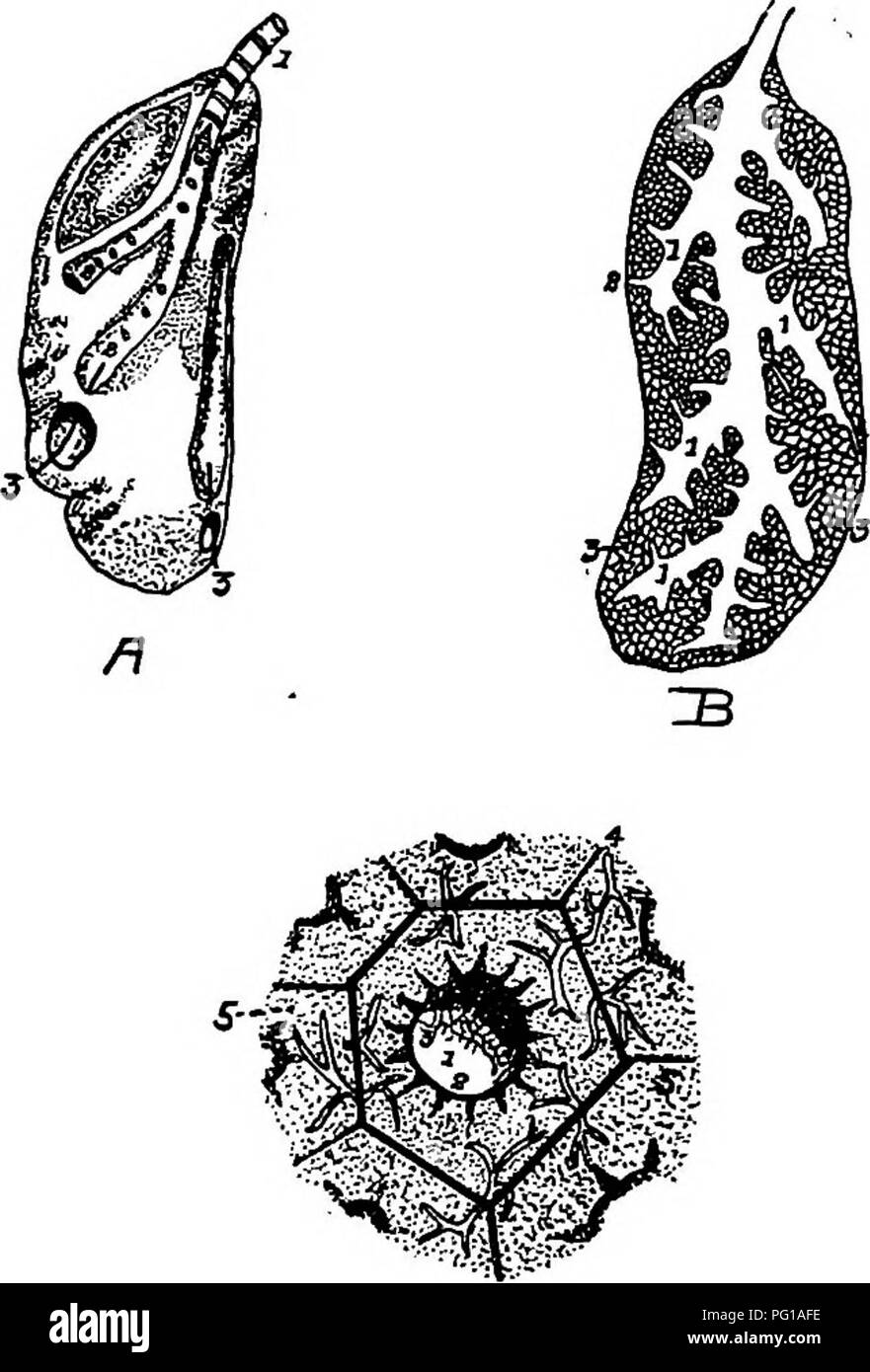 . L'anatomia dei polli domestici . Animali domestici; medicina veterinaria; pollame. 196 Anatomia dei polli domestici neys, e lateralmente alla giuntura di vertebrale con le porzioni sternale delle nervature. Essi presentano due facce, una superiore convessa ed una concava inferiore; due confini, una esterna ed una interna; e due estremità, una sezione anteriore ed una sezione posteriore (Fig. 61). La parte convessa sur-. C Fig. 61.-Il polmone; A. La superficie esterna di un polmone. Nota appiattito di forma ovale. Non è diviso in lobi, io, il bronco, z. Tubuli primario mostra aperture conduce dai tubuli primario per Foto Stock
