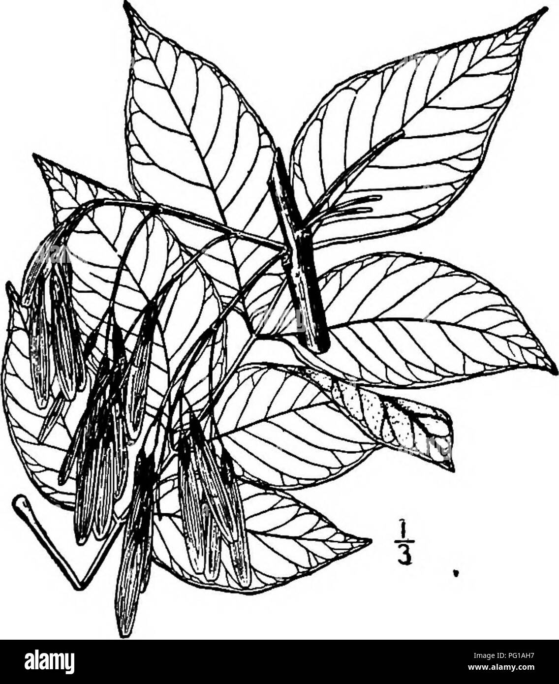 . Nord America : alberi essendo descrizioni e illustrazioni degli alberi che crescono in modo indipendente di coltivazione in America del Nord, a nord del Messico e le Indie occidentali . Alberi. 8io le ceneri. calice, il pistillate con un più grande 4 lobi del calice. La sua samaras sono più grandi di quelle del frassino, essendo da 3.5 a 5 cm. lungo la stretta ala terminale 2 a 4 volte più a lungo come il corto-oblunga, paffuto seme-parte del cuscinetto e molto poco decurrent su di esso. 20. AMERICAN ORNIELLO FraxJnns cuspidata Torrey Questo grazioso piccolo albero, che è, in- andando, spesso arbustiva nell'abitudine, è trovato m suolo roccioso, espe Foto Stock