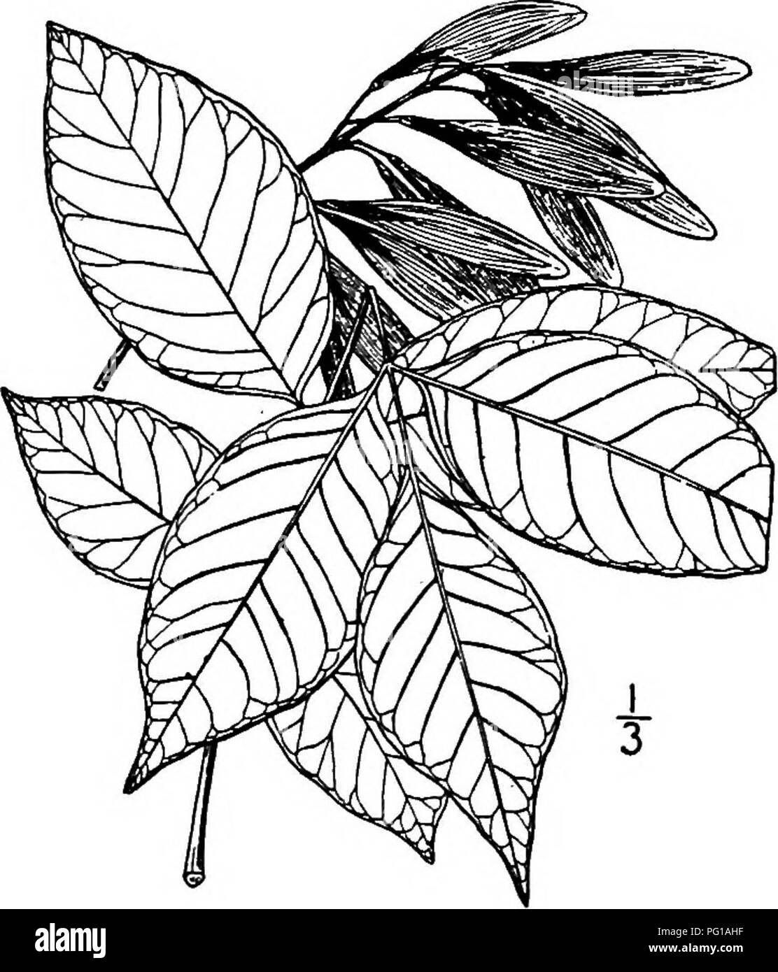 . Nord America : alberi essendo descrizioni e illustrazioni degli alberi che crescono in modo indipendente di coltivazione in America del Nord, a nord del Messico e le Indie occidentali . Alberi. 8o6 le ceneri di forma oblunga o lineare-oblunga, e circa metà come lungo come la punta smussata o ala dentellato, che è decurrent sui suoi lati per circa la metà. Il tipo facsimile, contenuta nell'erbario della Columbia University, è stato col- seleziona distribuzione dal dottor John K. piccole, che ha contribuito in larga misura alla nostra conoscenza delle piante del sud degli Stati Uniti, sul fiume Giallo, Gwinnett County, Georgia, 2 agosto 1895. Il 3-winge Foto Stock
