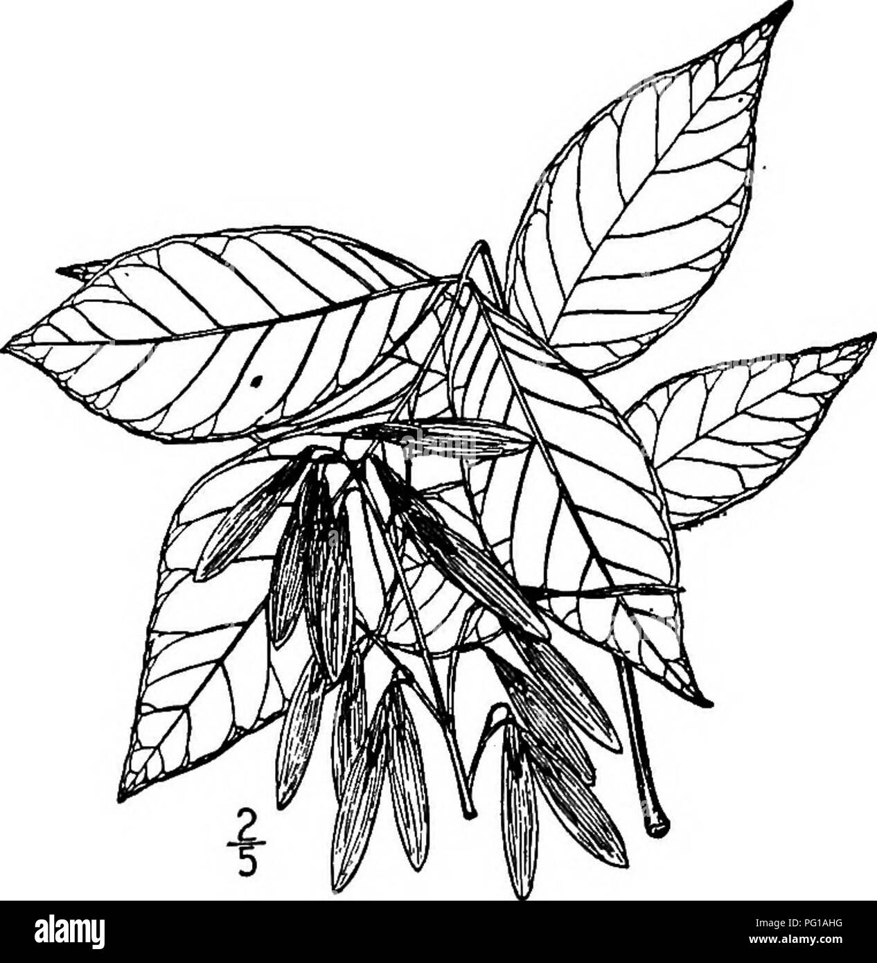 . Nord America : alberi essendo descrizioni e illustrazioni degli alberi che crescono in modo indipendente di coltivazione in America del Nord, a nord del Messico e le Indie occidentali . Alberi. 14. Piccoli frassino - Fraxinus Smallii Britton, nuove specie piccole di cenere si verifica lungo fiumi dalla Georgia e Florida a Louisiana e Missouri e si confonde con il rosso della cenere che in qualche modo assomiglia in foUage, e con le ceneri bianche, sul conto del paffuto semi-corpo del suo frutto; ma l'ala della Samara è chiaramente decurrent sui lati dei semi-corpo che non è il caso nella cenere bianca. La struttura ad albero diventare Foto Stock