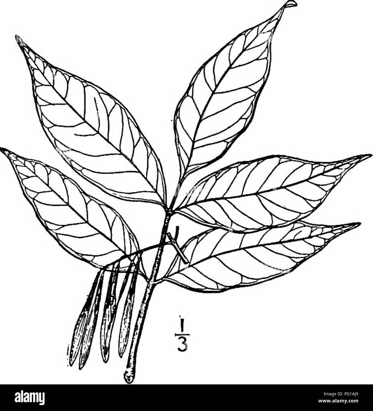 . Nord America : alberi essendo descrizioni e illustrazioni degli alberi che crescono in modo indipendente di coltivazione in America del Nord, a nord del Messico e le Indie occidentali . Alberi. 802 Le ceneri di sementi parte del cuscinetto. In questo albero l'ovaio è spesso 3-celled, dando luogo a un 3- frutto alato. Il suo legno è morbido e debole, quasi bianco, e non ha alcun valore commerciale; la sua gravità specifica è solo 0,35.. 9. Il DARLINGTON ASH -Praxinus Darlingtonii Britton questo albero è simile a quella di cenere rossa {Fraxinus pennsylvanica Marshall) in forma, dimensioni e fogliame, ed è stato con- fuse con esso, ma differisce nella forma di Foto Stock