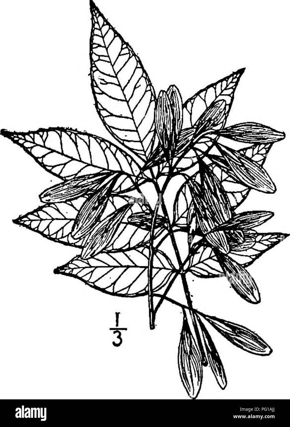 . Nord America : alberi essendo descrizioni e illustrazioni degli alberi che crescono in modo indipendente di coltivazione in America del Nord, a nord del Messico e le Indie occidentali . Alberi. Cenere di acqua 8oi Florida, e anche a Cuba, se il molto simile Fraxinus cubensis di Grisebach dimostra di essere della stessa specie, e forse anche in Louisiana. La corteccia è grigio e squamose, il branchlets Ught grigio, liscio e rotondo. Il 5 o 7 di forma ovale oblunga a-lanceolate volantini sono tutti sgambate e leggermente dentati o intero-emarginati, e di solito piuttosto lunga appuntita. I fiori sono dioica. Il samaras sono spatulate, piuttosto Foto Stock