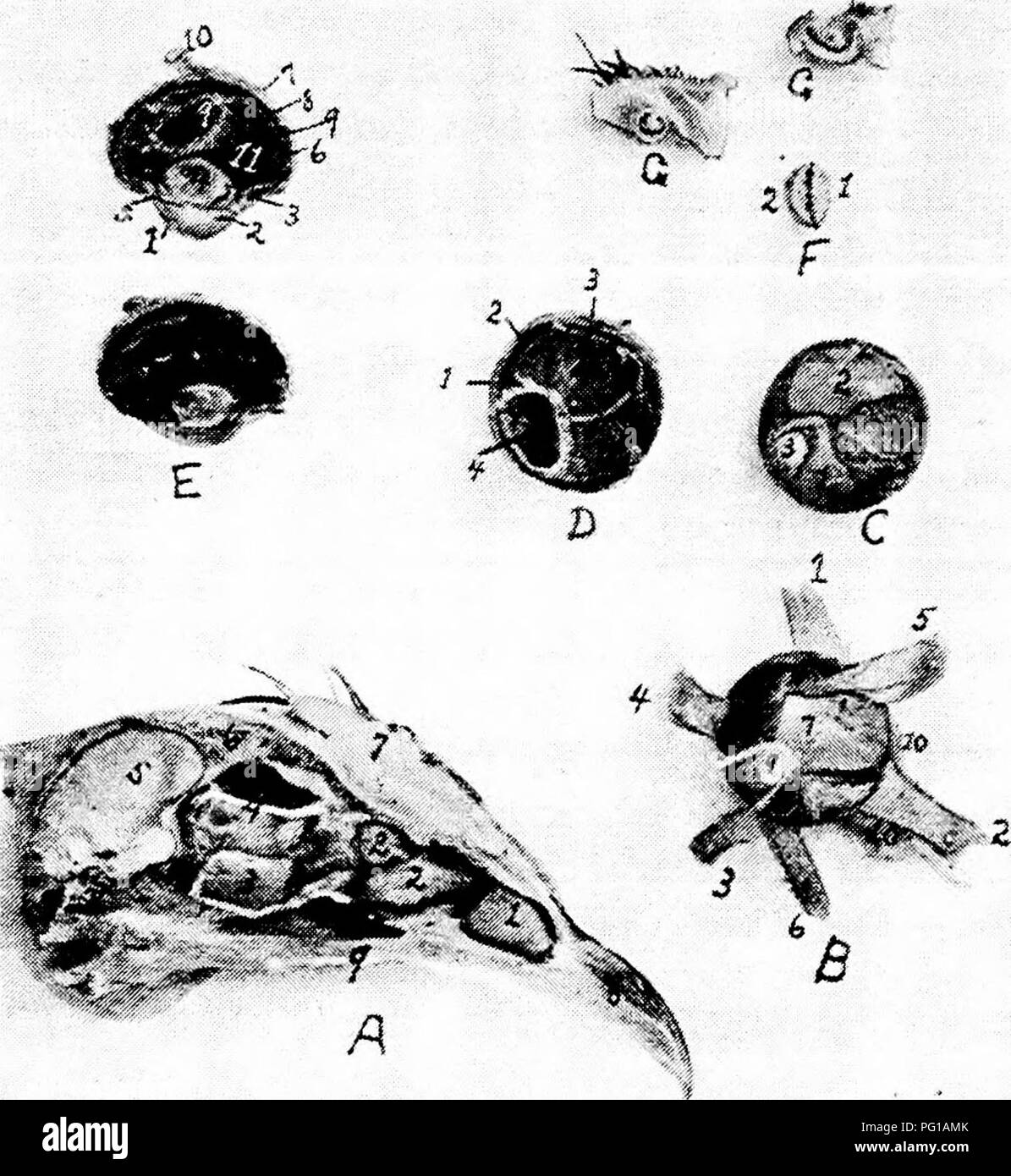 Questo lavoro si concentra sulle caratteristiche anatomiche della gallina domestica, evidenziando strutture come l'occhio, il passaggio nasale e il cranio, fornendo informazioni sui sistemi sensoriali e cranici dell'uccello, fondamentali per gli studi veterinari. Foto Stock