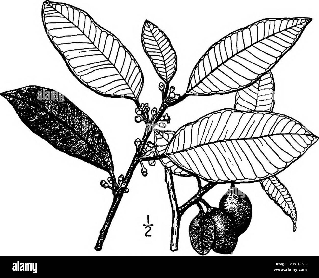 Questo lavoro descrive alberi nativi del Nord America, tra cui il Satinleaf (*Chrysophyllum oliviforme*), un piccolo albero sempreverde trovato in Florida e nelle Keys. La specie è nota per la sua forma di crescita unica, i rami robusti e la corteccia spessa. Foto Stock