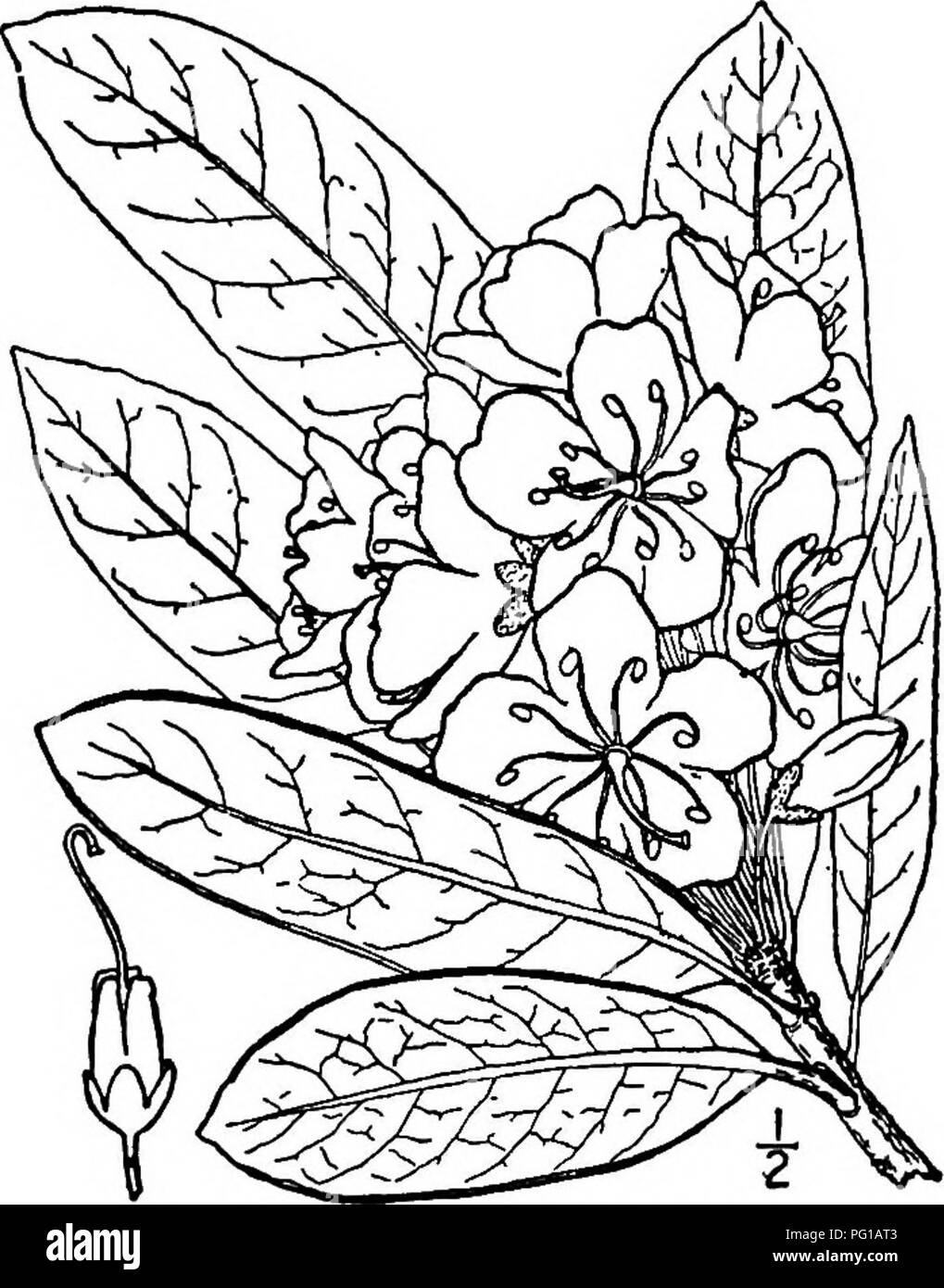 . Nord America : alberi essendo descrizioni e illustrazioni degli alberi che crescono in modo indipendente di coltivazione in America del Nord, a nord del Messico e le Indie occidentali . Alberi. Mountain Rose Bay 753 o meno peloso ghiandolare in un primo momento, diventare verde scuro e brillante sopra, pallido e scurfy sotto; picciolo circa 3 cm. lungo. I fiori aperti in giugno e luglio a ombrella-cluster come 10 a 13 cm. di fronte, su esili, hairy pedicels 2,5 a 4 cm. lungo; calice beU conformato a sua lobi blunt, più lungo del tubo; corolla bianca o rosa al violaceo, da 3 a 6 cm in più o in meno con venature giallo, LPP Foto Stock