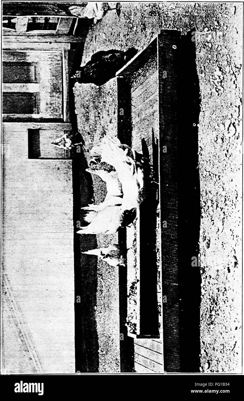 Il libro fornisce approfondimenti sulle pratiche di alimentazione del pollame, concentrandosi sulle esigenze nutrizionali e sulle strategie di alimentazione per ottimizzare la salute e la produttività del pollame. Foto Stock