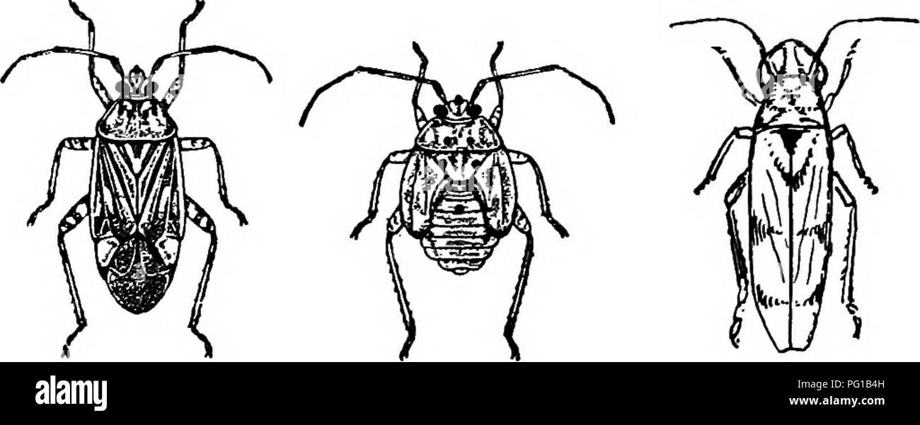 . La storia naturale della fattoria; una guida alla pratica lo studio delle fonti del nostro vivere nella natura selvaggia. Storia naturale. La popolazione di un vecchio melo 305 opere nella carne di apple, la sua posizione essendo caratterizzato da un cospicuo cicatrice di superficie. Apple-verme funziona anche nella carne, btirrowing attraverso di esso in tutte le direzioni e leav- ing striature scolorito dalla quale marciume procede. Ci sono poi i coleotteri, le cui larve sono tarli, la maggior parte di pregiudizievoli che opera sotto la corteccia di alberi giovani in corrispondenza della superficie del terreno, più o meno completamente girdling gli alberi. Due o th Foto Stock