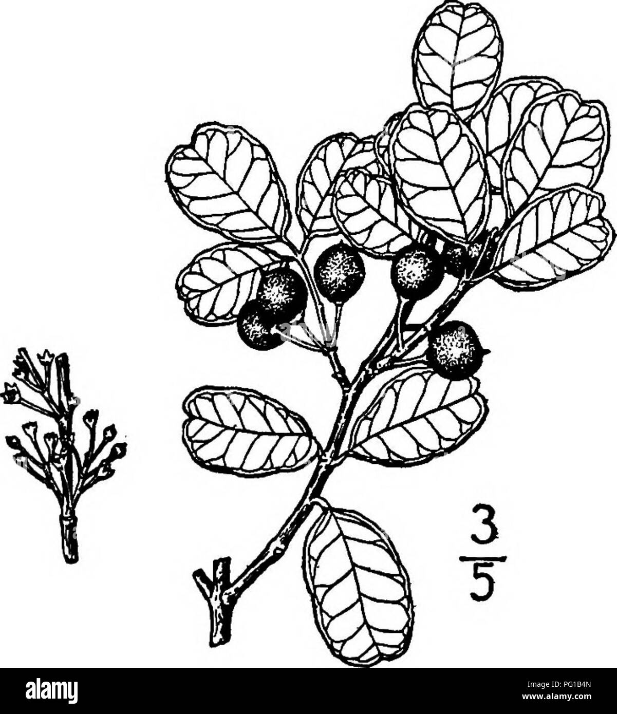 Questo lavoro fornisce descrizioni e illustrazioni dettagliate degli alberi originari del Nord America, escluse le varietà coltivate. Copre un'ampia gamma di specie presenti in tutto il continente, dalle foreste temperate alle regioni aride, evidenziandone il significato ecologico e ambientale. Foto Stock