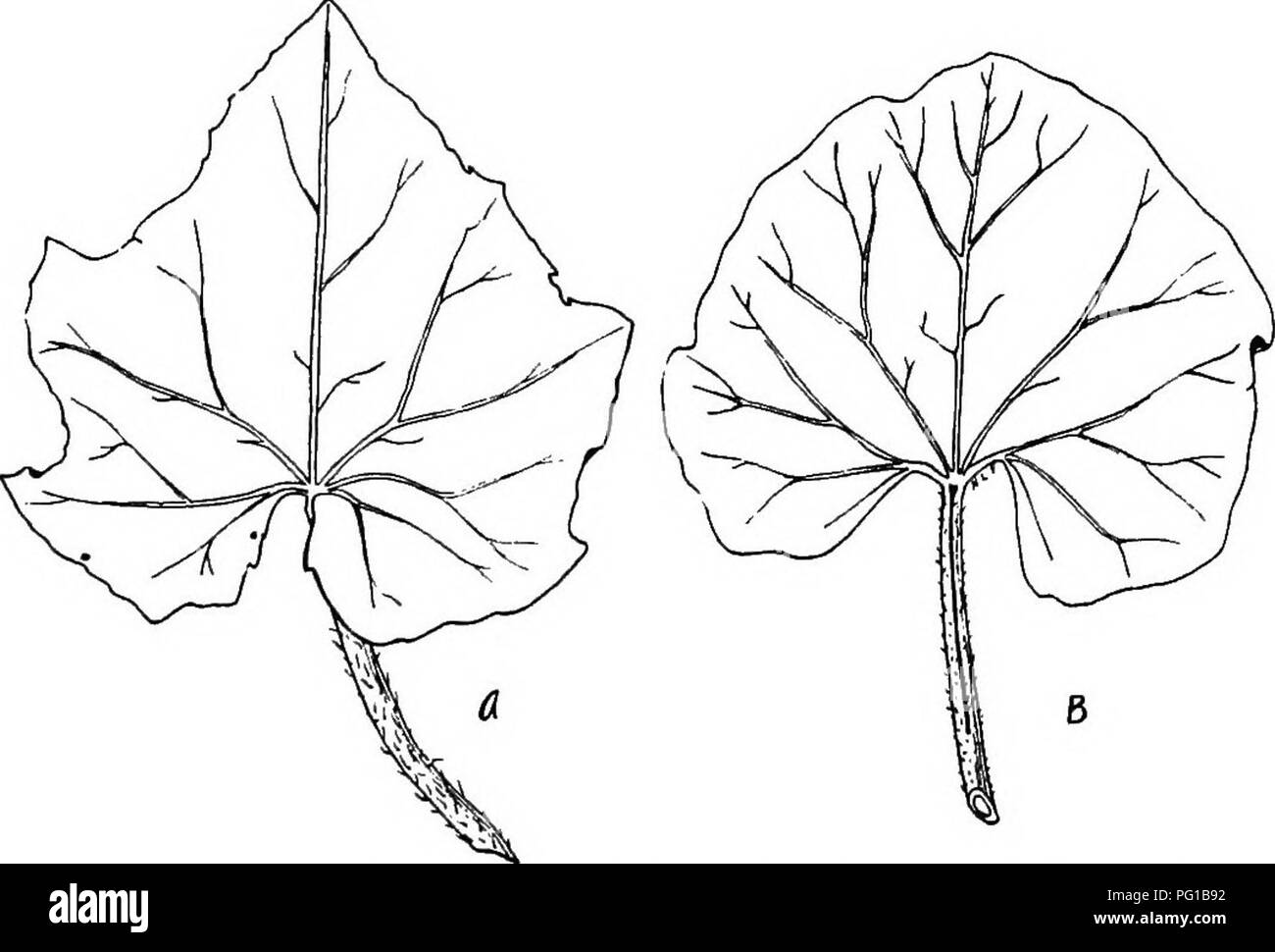 . La botanica di piante di raccolto : un testo e il libro di riferimento. La botanica, economico. 6i6 botanica di piante da coltura esempio, fuori di 95 varietà esaminato, 85 avevano fiori perfetti e solo 11 avevano fiori imperfetta. Il staminate fiori sono in cluster di piccole dimensioni o raramente soli- tary. Il tubo del calice è turbinate o campanulate, e il suo arto a cinque lobi. La corolla è campanulate, profondamente cinque- lobate o cinque-parted, i lobi acuti. I tre stami sono. Fig. 252.-Foglie di un, cetriolo Cucumis sativus) e B. muskmelon (Cucumis melo). X H- separate, con filamenti corti e antere oblunghe. L'ovaio è rudimentar Foto Stock