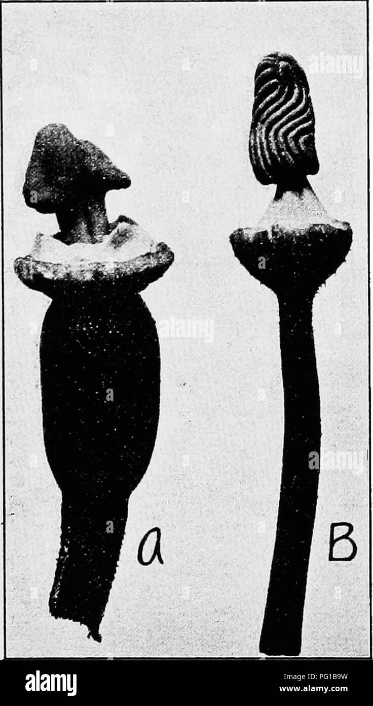 . La botanica di piante di raccolto : un testo e il libro di riferimento. La botanica, economico. 6o8 botanica di piante di raccolto ribaltati dai worm-come sacche di polline. Le ovaie (Fig. 248) è inferiore, da uno a tre-celled, e di solito ha numerosi semi in ciascuna cella o locule; lo stile è terrninal, semplice o a lobi. Frutta.-La frutta è un pepo, solitamente indehiscent, o in alcuni di essi. Fig. 247.- -Campo zucca (Cucurbita pepo). A. pistillate fiore; B, stami- nate fiore; entrambi con cade rimosso. casi {Micrampelis, Cyclanthera) dehiscent all'apice o di scoppio in modo irregolare. In molti casi (cocomero, zucca, squash), il Foto Stock
