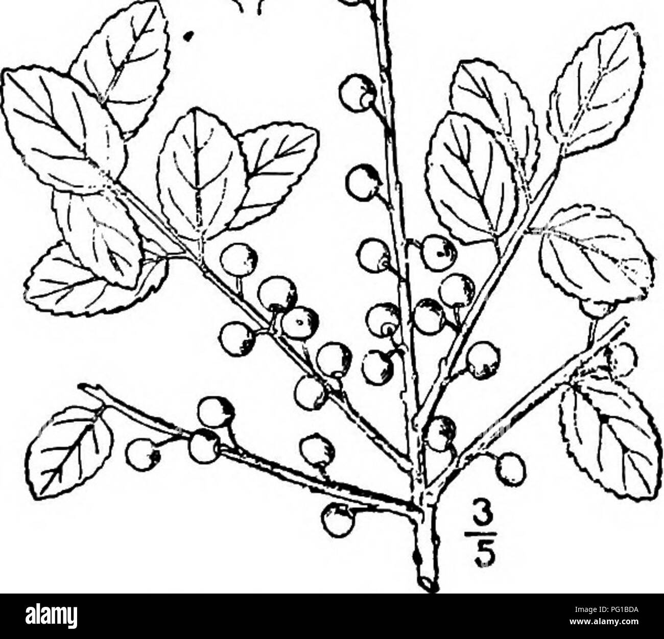 . Nord America : alberi essendo descrizioni e illustrazioni degli alberi che crescono in modo indipendente di coltivazione in America del Nord, a nord del Messico e le Indie occidentali . Alberi. Fig. 578. -Krug's Holly. 9. KRUG'S HOLLY-Hex Kriigiana Loesener Questo West Indian albero sempreverde è stato recentemente scoperto nel sud della Florida peninsulare dal Dottor J. K. Piccole e il sig. Percy Wilson, crescendo in amache ricco a sud di Miami, il raggiungimento di una altezza di circa 15 metri, con un diametro di tronco di 3 dm. In Bahamas è chiamato Essenze dure e cresce anche in Haiti. I ramoscelli sono rotonde, grigio, diventare bianco. La corteccia Foto Stock