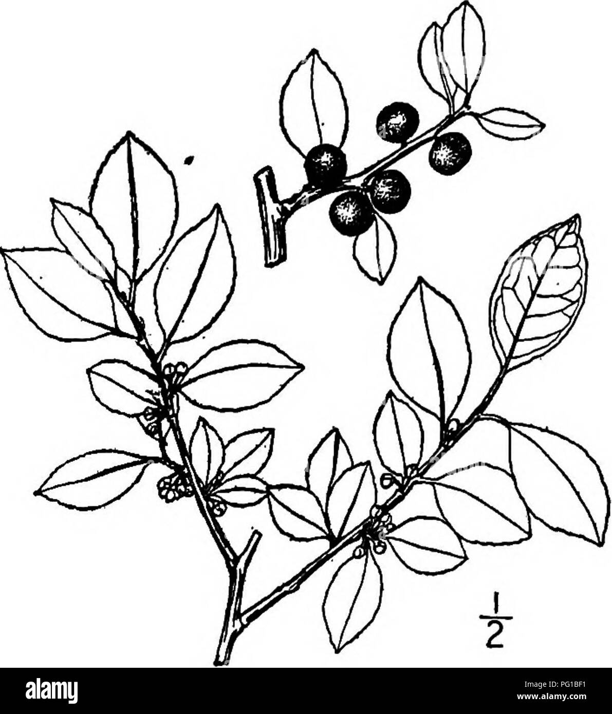 . Nord America : alberi essendo descrizioni e illustrazioni degli alberi che crescono in modo indipendente di coltivazione in America del Nord, a nord del Messico e le Indie occidentali . Alberi. 3. Deciduo HOLLY-Hexdeddua Walter Questo piccolo albero, o più comunemente un molto ramificato arbusto, cresce sui confini di paludi e ruscelli dalla Virginia a Illinois, Kansas, Florida e Texas, ma non si verificano nelle montagne. La sua altezza massima è di circa dieci metri con un diametro di tronco di 2,5 dm. È anche chiamato Possum haw e uva Ursina holly. I rami si stanno diffondendo o ascendente. La sua corteccia, a malapena 2 mm. di spessore, Foto Stock