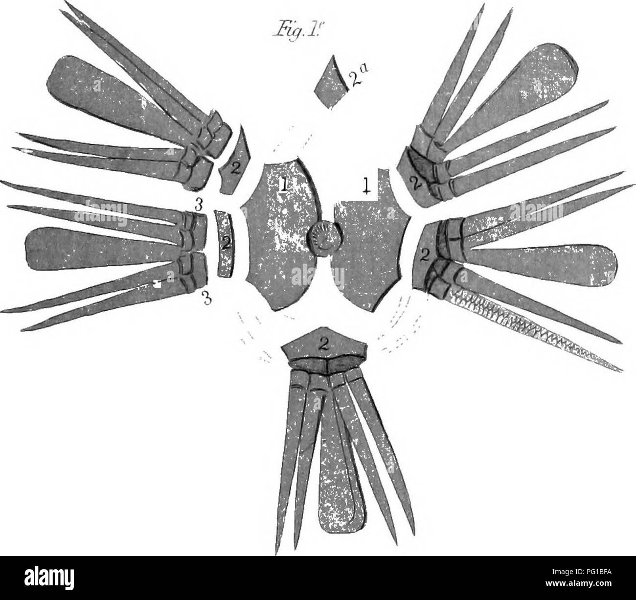 . La relazione paleontologica : come preparato per la relazione geologica del Kentucky e pubblicato in vol. 3 . Paleontologia. jy.ir SgJ&GT; Fu/lh Fuil} Fiy.lc I u. Montare/ 1-DS-lerr/miius ritpitnJti Fifi io" rutr/e rir,"' nl xiwinut ln/t/'posso montare/ J." siale ru-IR£ n. JFir/ F' frtin-ri i"ir/ T1 J3a*sa.l ho irir -l'Abete/ le (iriwrir Fir/MRI montare/ l' vi&amp;w nF .nztjjj Base. f,ir//:. L'Abete/ F1/ Fir.au] /&GT;i&GT;rs-v nutxij-je, Fu/ JA JPasal pi/'rr&LT; MS/s/e Fi-Sj J} Fri.rl vir.it Fia-?un! Pia/'.s ,"fipiTsite rinal Fir laterale/, l!1 Fvd NR1ofBasn'l'pK eex. Si prega di notare che queste immagini sono extr Foto Stock