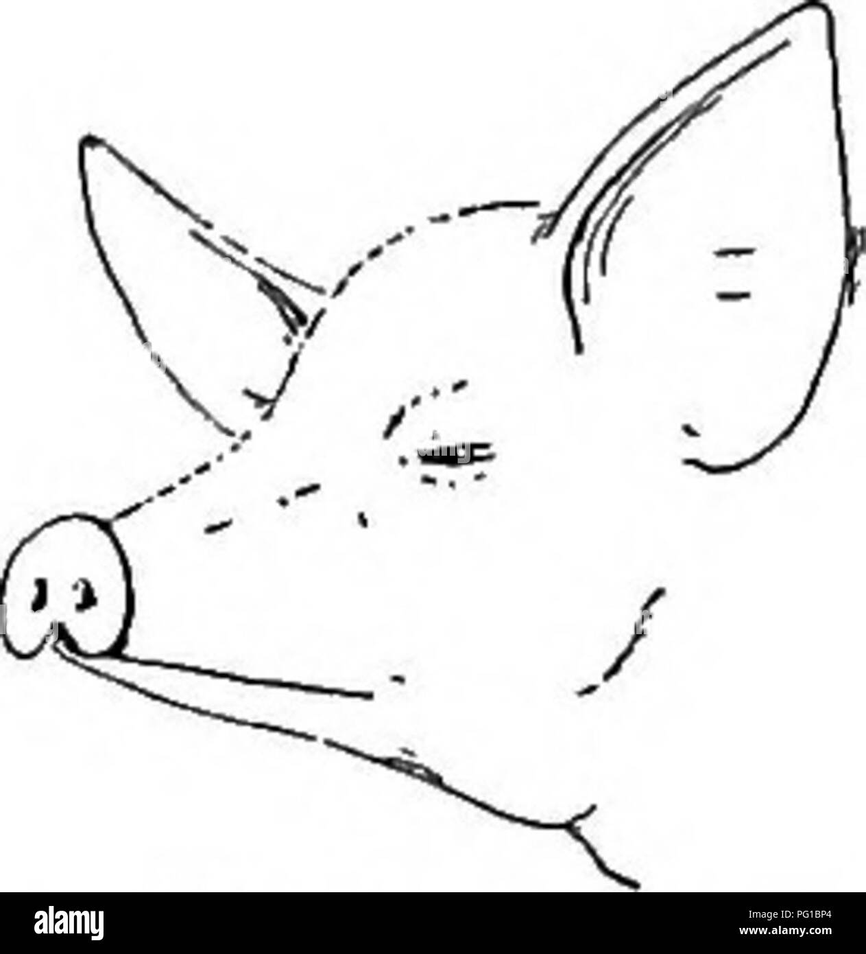 . La storia naturale della fattoria; una guida alla pratica lo studio delle fonti del nostro vivere nella natura selvaggia. Storia naturale. VII. I selvatici commestibili RADICI DELL'AZIENDA AGRICOLA "il sole inonda il campi fertili dove brilla di semina ed ecco un miracolo è lavorati; per le piante con foglie di vento-soffiato, dalla magia della sunbeam del touch prendere dalla pioggia e la rugiada e la terra e aria, le cose della vita di incontrarsi nuovamente a loro. E conservarli al sicuro nella custodia di terra per soddisfare la fame dell'uomo-necessità. Quindi ecco la meraviglia cresce completo; il germe entro il seme diventa un sermone o una canzone, un bacio o gentilmente andando Foto Stock