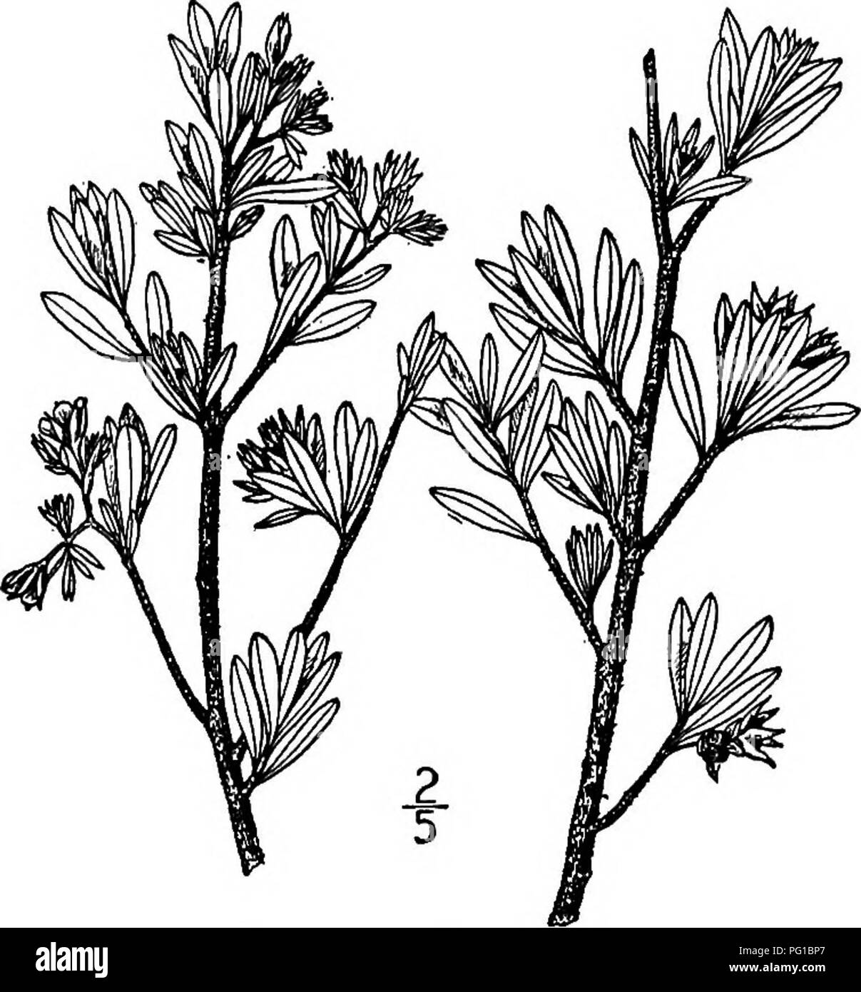 Questo libro fornisce descrizioni e illustrazioni di alberi nativi del Nord America, in particolare focalizzandosi sul Bay Cedar (Suriana maritima), una specie che si trova nelle aree costiere della Florida meridionale, delle Indie occidentali, del Nord Sud America e delle isole del Pacifico. Mette in evidenza il ruolo ecologico della pianta e le preferenze di habitat. Foto Stock