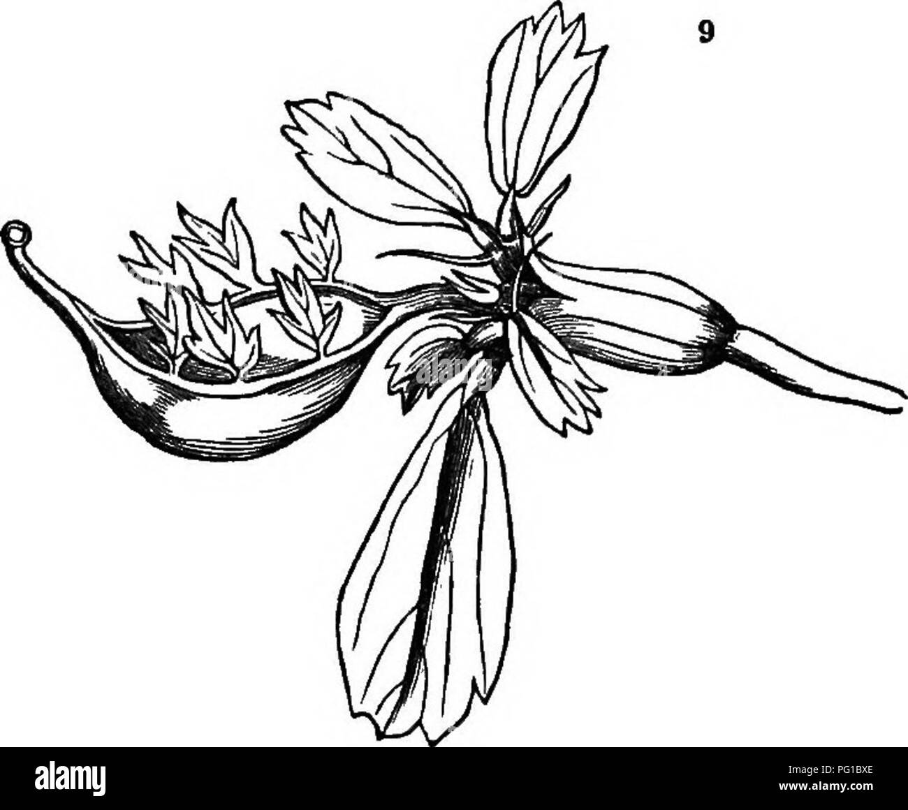 . La teoria di orticoltura : o di un tentativo di spiegare le principali operazioni di giardinaggio su principi fisiologici . Orticoltura; la fisiologia vegetale. Azione di FLOWEBS. 67 &amp;c., tlie calice cambia in petali; nel Honseleek, stami diventano i pistilli; e così via. Quindi l origine dei fiori doppi. In una doppia Barbadoes Lily, descritto da me in transazioni di Hor- ticultural società, in cui le parti erano molto molto confuso, il giovane semi sono stati sostenuti dai bordi del stame-come petali. (Maschera. 8.) 84. Nel loro stato ordinario le parti di un fiore sono estremamente unli Foto Stock