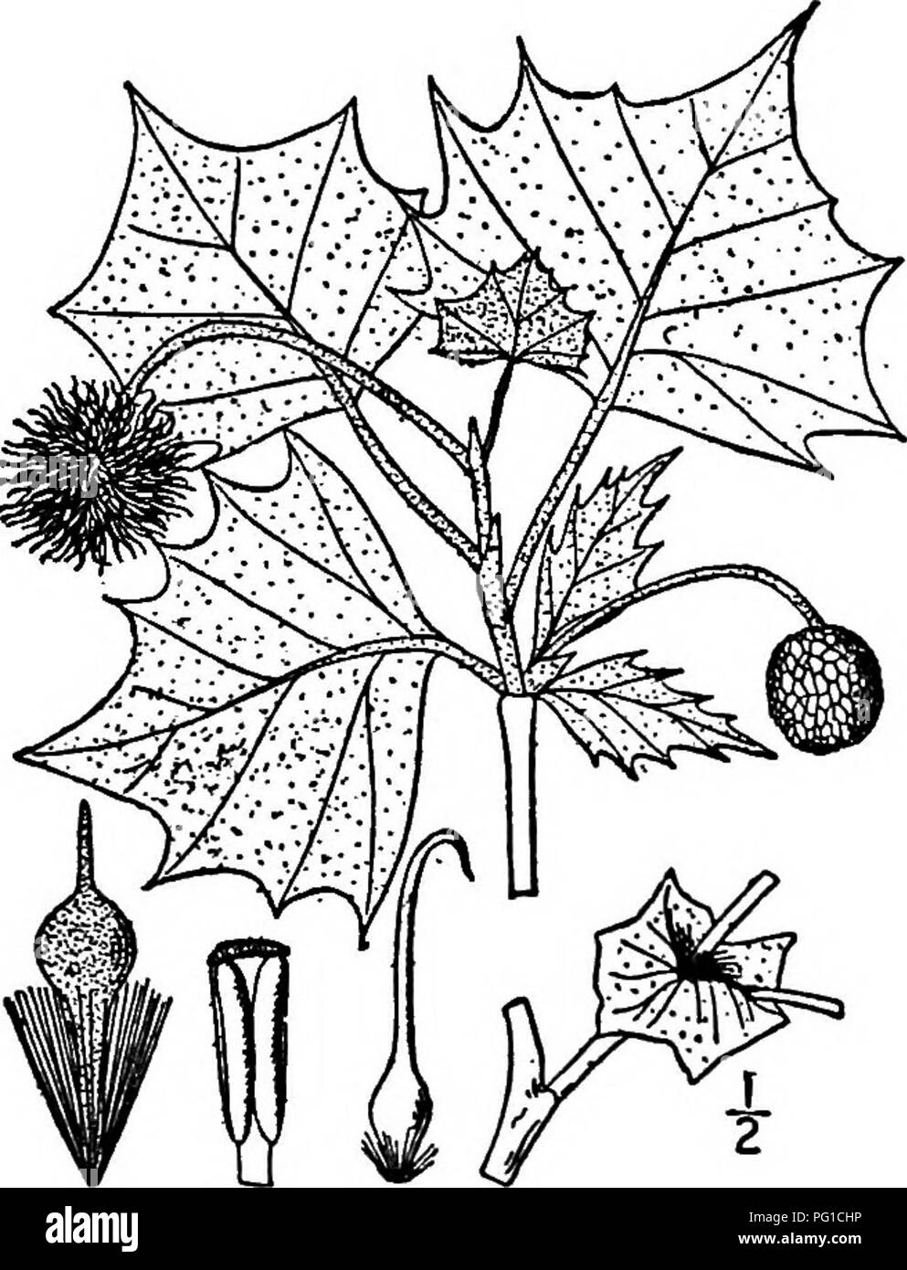 . Nord America : alberi essendo descrizioni e illustrazioni degli alberi che crescono in modo indipendente di coltivazione in America del Nord, a nord del Messico e le Indie occidentali . Alberi. 4i6 l'albero Piano Famiglia I. PLATANO - Platanus occidentalis Linnaeus questo albero molto grande, ako noto come il platano, legno pulsante, pulsante-sfera albero, e acqua di faggio, avviene dal Maine e Ontario a sud della Florida e a ovest di Nebraska e Texas. Si tratta di un albero di frequente di bassa, terre ricche, bor- dering flussi. Il suo maggiore sviluppo è raggiunto nelle valli di gli stati centrali, spesso il raggiungimento di un'altezza di 55 soddisfatte Foto Stock