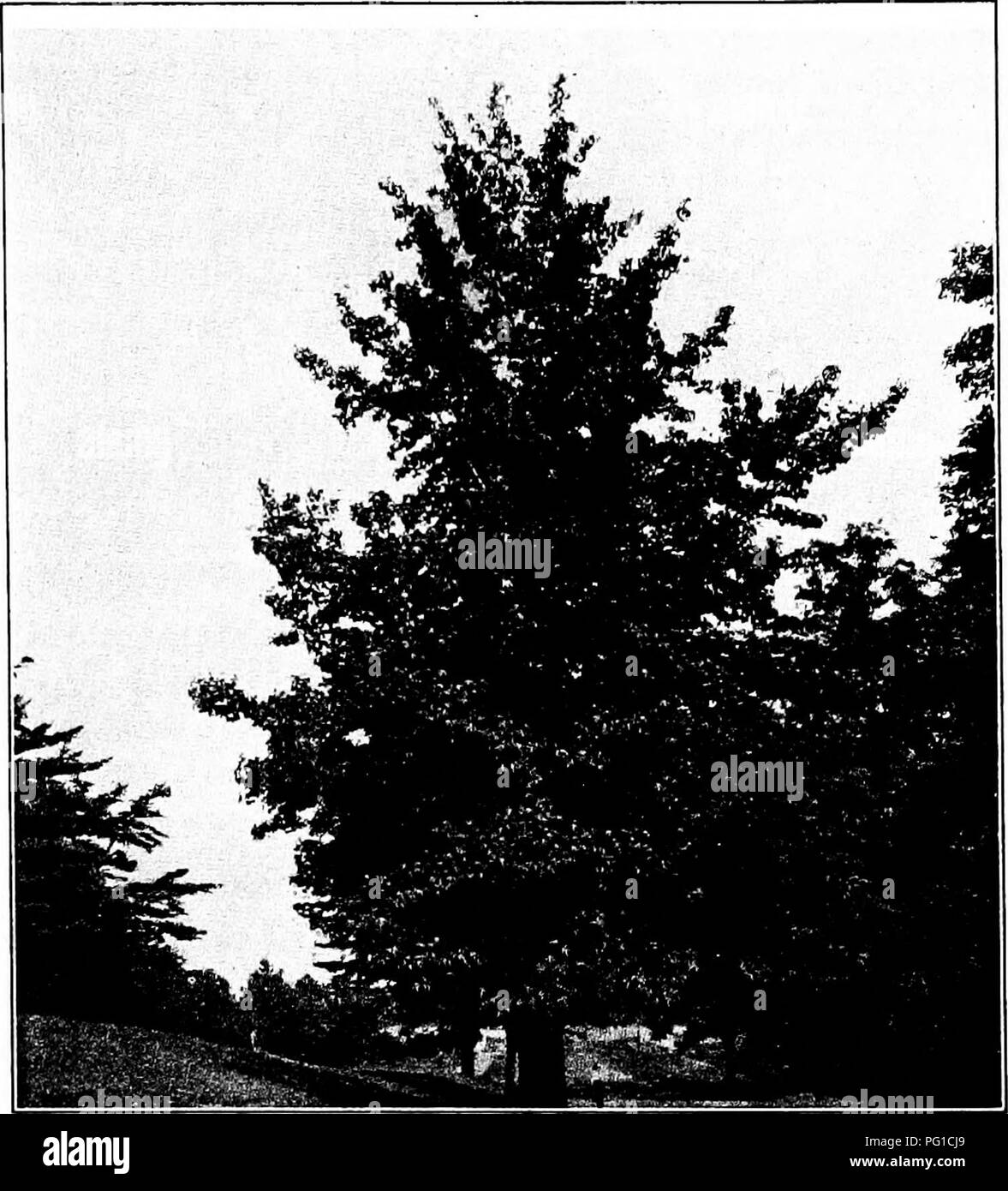 Questo lavoro descrive e illustra le specie di alberi autoctone in Nord America, tra cui il Sweet Gum. La descrizione descrive in dettaglio la corteccia, le foglie e le caratteristiche riproduttive dell'albero, evidenziandone il ruolo ecologico e l'adattabilità ai diversi ambienti. Foto Stock