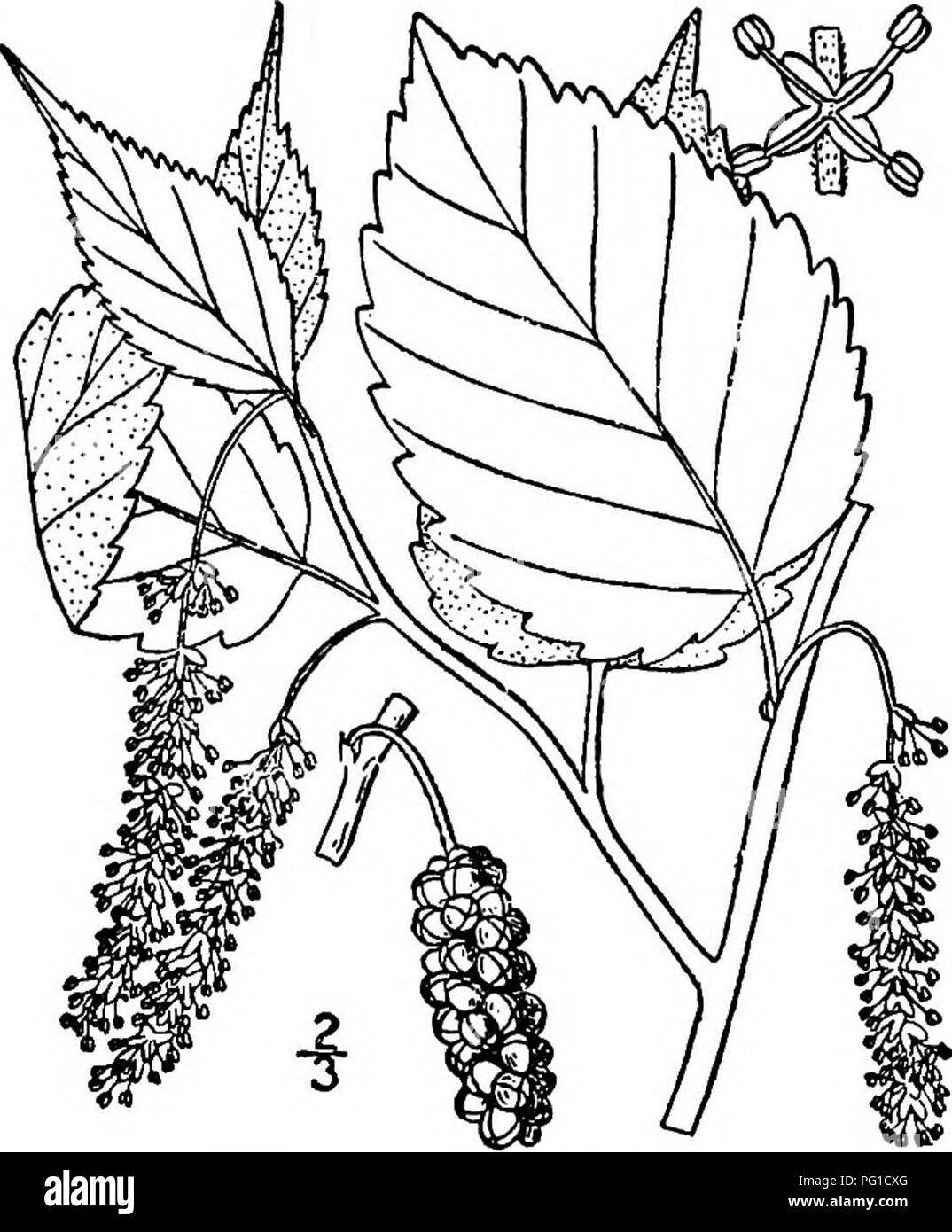 . Nord America : alberi essendo descrizioni e illustrazioni degli alberi che crescono in modo indipendente di coltivazione in America del Nord, a nord del Messico e le Indie occidentali . Alberi. Red MuUberry 3^5 vi è una rudimentale ovaio. Il pistillate amenti sono più brevi e i loro fiori sessili, verde scuro, profondamente e inegualmente 4-parted; i lobi arrotondati e alcuni- cosa hairy; ovaia flattish, verde e liscia; il corto stile è ramificata in 2 stigmi di bianco. Il frutto matura a maggio e giugno, è di forma ovale-oblunga, ho a 1,5 cm., viola scuro o nero, piuttosto acido e non molto appetitoso; il nutlets sono luce bro Foto Stock