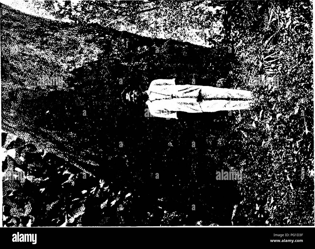 . West African Foreste e silvicoltura . Le foreste e la silvicoltura. . Si prega di notare che queste immagini vengono estratte dalla pagina sottoposta a scansione di immagini che possono essere state migliorate digitalmente per la leggibilità - Colorazione e aspetto di queste illustrazioni potrebbero non perfettamente assomigliano al lavoro originale. Unwin, Arthur Harold. Londra : T. F. Unwin, ltd. Foto Stock