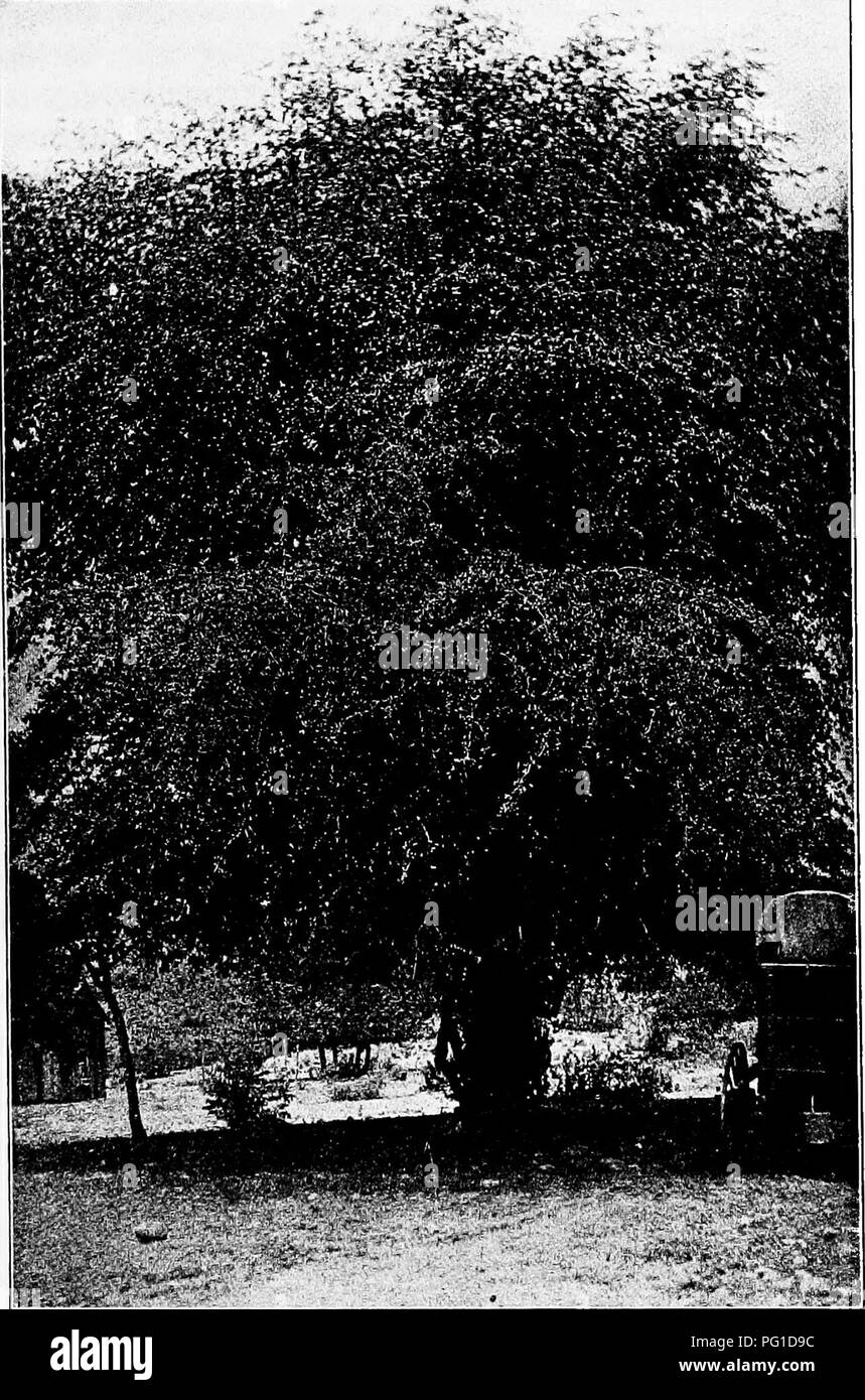 Questa descrizione copre la quercia di Emory, trovata vicino a Graham, Socorro Co., N.M. l'albero ha rami robusti e rigidi, con una corona ampia e arrotondata. La sua corteccia è profondamente fessurata, dal marrone scuro al nero e può avere uno spessore fino a 5 cm. I ramoscelli sono sottili e lisci e diventano marrone-rossastro o nero. Le gemme sono ovoidi e appuntite. Foto Stock