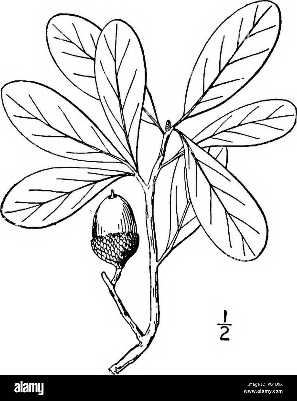 . Nord America : alberi essendo descrizioni e illustrazioni degli alberi che crescono in modo indipendente di coltivazione in America del Nord, a nord del Messico e le Indie occidentali . Alberi. Fig. 265. - Live Oak, Miami, Florida. bruno rossastro o scale grigiastro. I ramoscelli sono sottili, rigida, confuse in un primo momento essere- proveniente liscia e di colore grigio o marrone. Le gemme invernali sono globose o grossolanamente ovoidale, 1,5 mm. lungo e marrone chiaro. Le foglie sono oblunghe, ovale o obovate, smussata o leggermente appuntita, strettamente a forma di cuneo, o a volte arrotondati o shghtly cuore- sagomato in corrispondenza della base, di solito intero sul più o meno margine revolute Foto Stock
