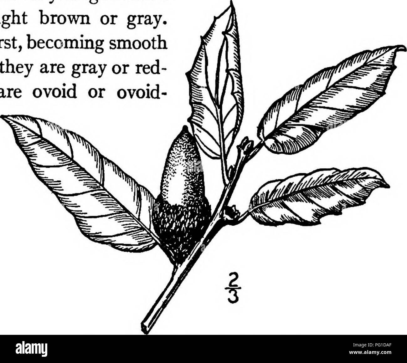 . Nord America : alberi essendo descrizioni e illustrazioni degli alberi che crescono in modo indipendente di coltivazione in America del Nord, a nord del Messico e le Indie occidentali . Alberi. California Live Oak 309 13 mm. di fronte, marrone chiaro e peloso all'interno, sottile e abbracciando circa un quarto del dado, coperto da ovali, marrone hairy scale. Come altri arbustiva querce, questa specie forma densi canneti. 26. CALIFORNIA LIVE OAK - Quercus agrifoUa Nde di solito questo albero sempreverde si verifica in California occidentale lungo la costa Moun- tains e sulle isole costiere, che si estende in basso Cahfomia, raggiungendo un maxi' mamma Foto Stock