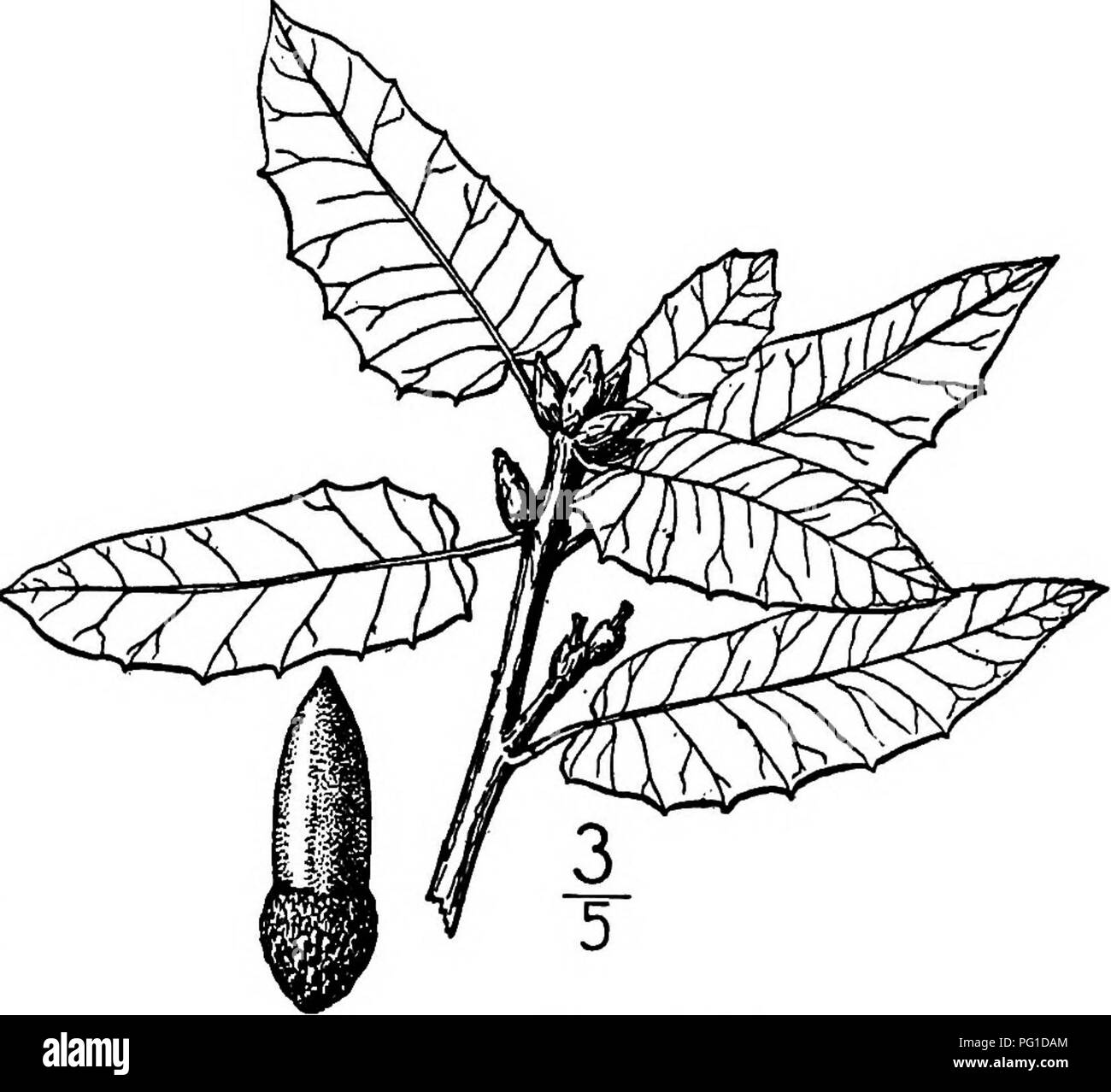 . Nord America : alberi essendo descrizioni e illustrazioni degli alberi che crescono in modo indipendente di coltivazione in America del Nord, a nord del Messico e le Indie occidentali . Alberi. Highland Oak 307 mm. di fronte, giallo e peloso all'interno, spessa e abbracciando circa un terzo del dado, coperto dal sottile, vicino bianco marrone-hairj scale". Il legno è molto duro e forte, vicino a grana fine e di colore marrone scuro; il suo peso specifico è di circa 0,80. Il bianco sotto i lati delle foglie rendono questa quercia molto interessante e cospicua tree. 24. HIGHLAND OAK - Quercus Wislizeni A. de CandoUe un albero della Costa Mountain Foto Stock