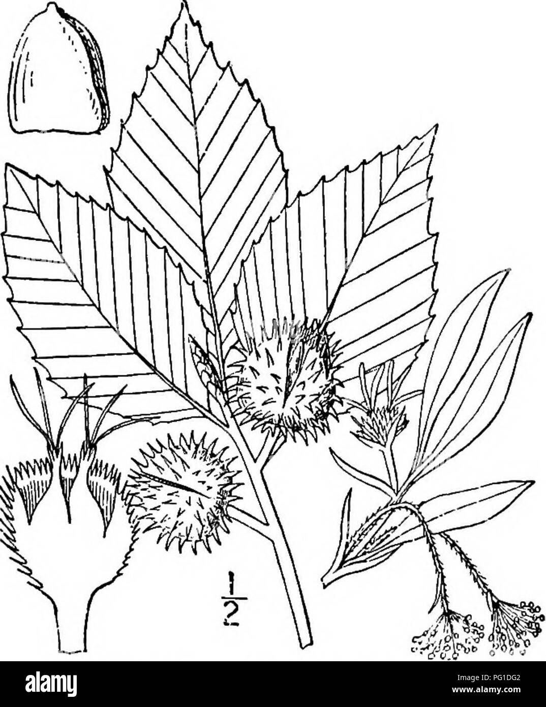 . Nord America : alberi essendo descrizioni e illustrazioni degli alberi che crescono in modo indipendente di coltivazione in America del Nord, a nord del Messico e le Indie occidentali . Alberi. American Beech 269 I. AMERICANO GENERE FAGGIO FAGUS [TOURNEFORT] LINN^noi specie Fagus grandifolia Ehrhart Fagus jerruginea Aiton. Fagus americana dolce albero magnifico, che popolano i suoli ricchi, spesso formando quasi puro, foreste che vanno dalla Nova Scotia a Ontario, Wisconsin, Florida e Texas; la sua altezza massima è di circa 40 metri, con un diametro di tronco di 1,5 m. I tronchi, quando affollato nella foresta, sono alte e la previsione di perdita singola Foto Stock