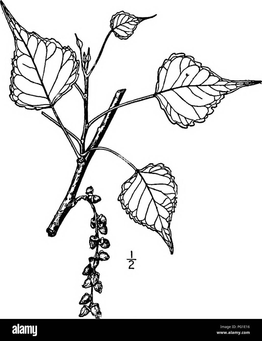 Il Cottonwood messicano, un albero nordamericano, presenta dei gatti che fioriscono a marzo. I gattini di pistillato si allungano durante la stagionatura, e il legno tenero è una caratteristica chiave di questa specie. Foto Stock