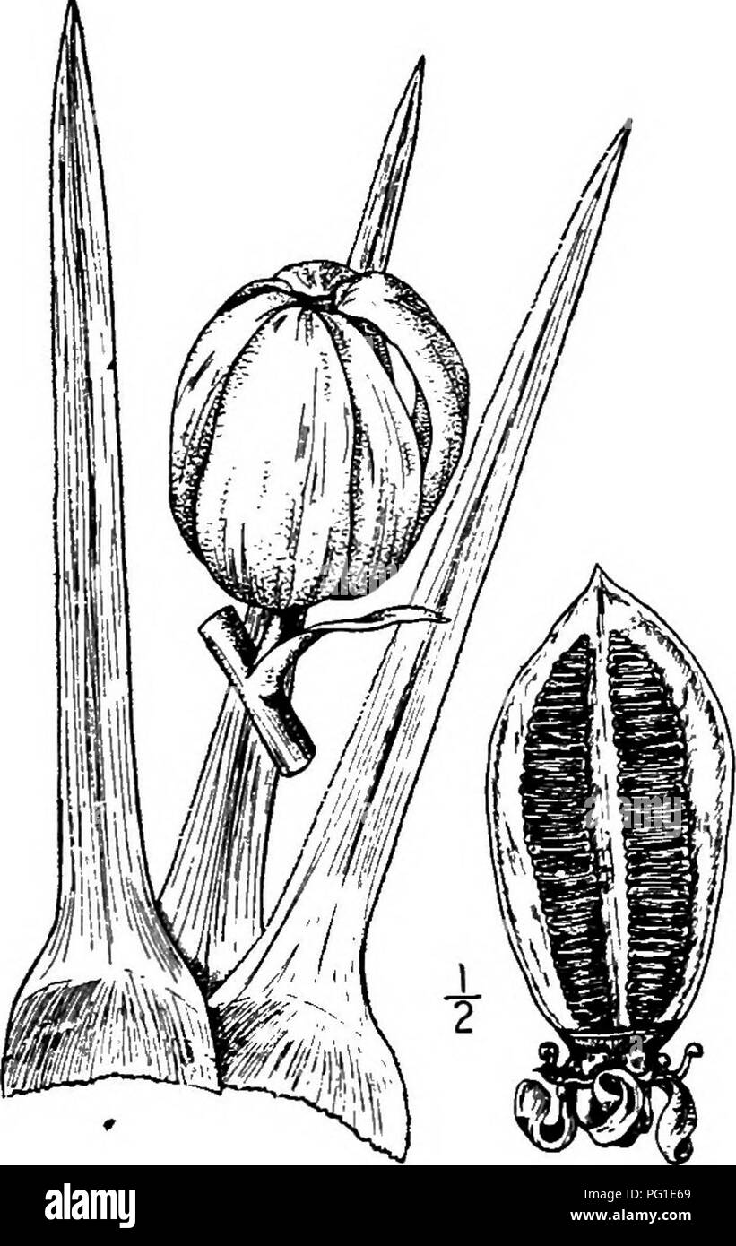 Questa guida descrive gli alberi nativi del Nord America, tra cui il Joshua Tree (Yucca arborescens), che si trova nel deserto del Mojave e in parti dell'Arizona e dello Utah. Raggiunge fino a 12 metri di altezza e presenta un tronco distinto e un fogliame spiovente, contribuendo a creare l'ecosistema desertico unico. Foto Stock