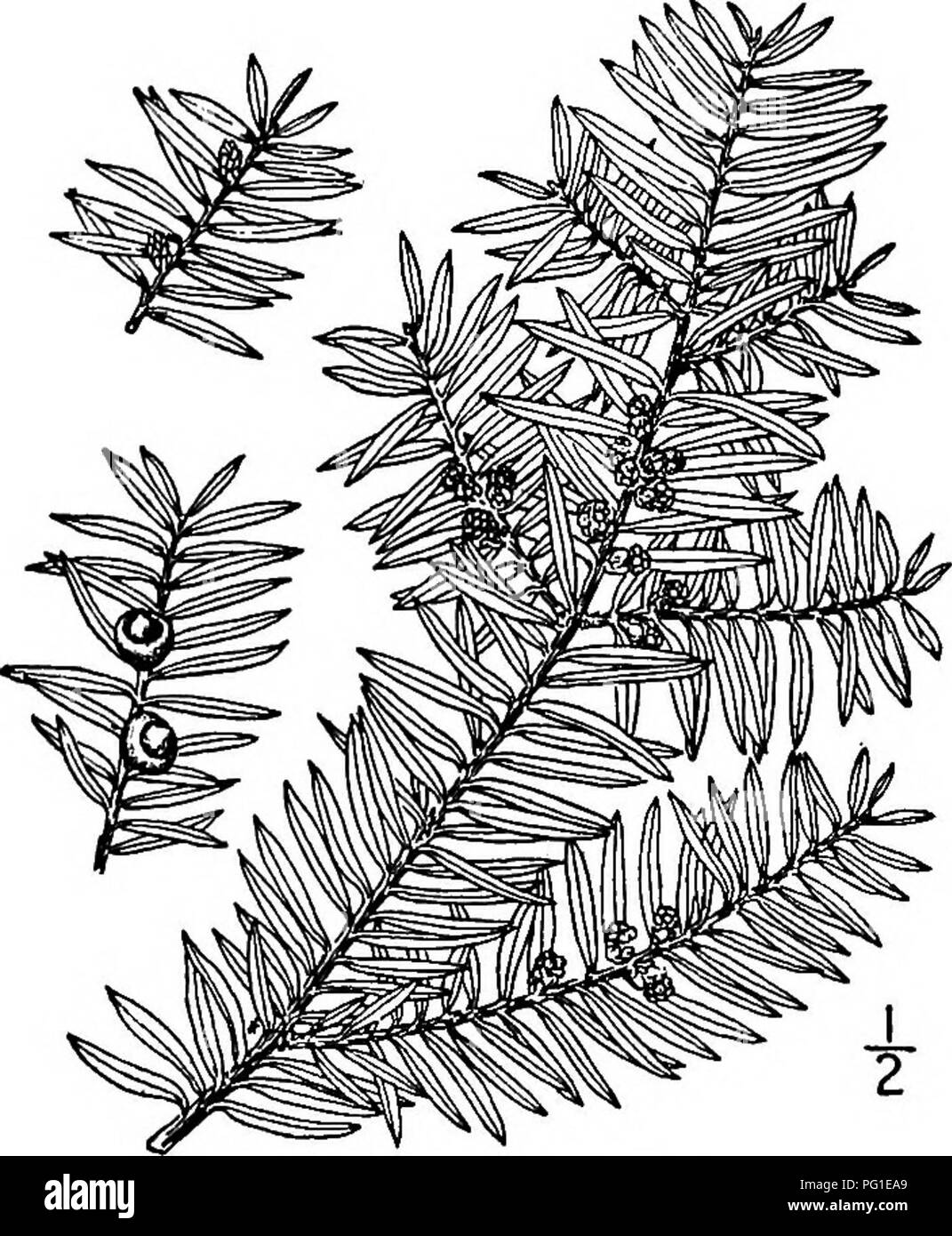 . Nord America : alberi essendo descrizioni e illustrazioni degli alberi che crescono in modo indipendente di coltivazione in America del Nord, a nord del Messico e le Indie occidentali . Alberi. Western Yew 123 cato scagliose involucro; essi hanno da 4 a 8 ciuffo di stami gialli, i filamenti corti e stout; il polline-sac da 4 a 6, premuto e angolare, apertura tindemeath. Il pistillate i fiori sono sessili, consistente di un ovulo solitario parzialmente circondato da un disco di bassa e sotteso da diverse scale embricata; il disco si allarga notevolmente e diventa un persistente carnoso scarlet cup di frutta. La frutta matura e cade o Foto Stock