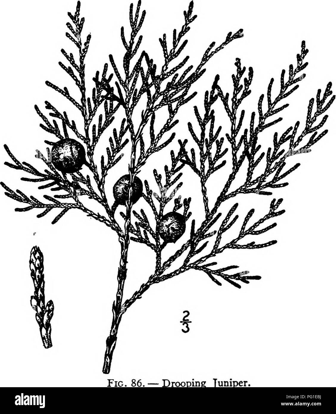 . Nord America : alberi essendo descrizioni e illustrazioni degli alberi che crescono in modo indipendente di coltivazione in America del Nord, a nord del Messico e le Indie occidentali . Alberi. 112 i ginepri fibroso semi; io o raramente 2, ovoidale, 3 mm. lungo, sharp-appuntita, compresso verso l'apice, ad angolo acuto; cotiledoni da 4 a 6. Il legno è morbido, vicino a grana fine e marrone chiaro; il suo peso specifico è di circa 0,55. Esso fornisce al capo di alimentazione di carburante a molte delle miniere e ranchmen della sua regione, dove è utilizzato anche per i posti; il suo frutto è utilizzato dagli indiani per i prodotti alimentari. La recentemente descritto Juniperus Kni Foto Stock