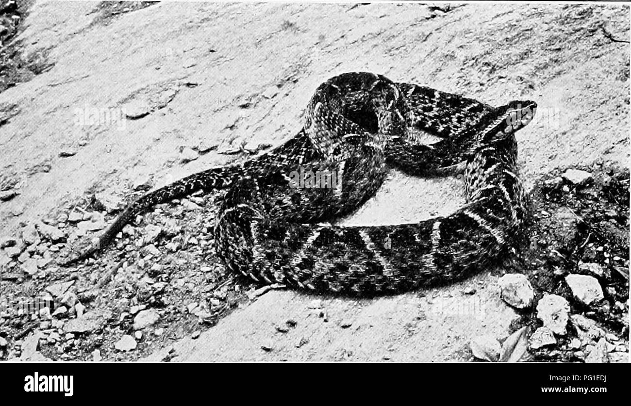 Questo libro di storia naturale fornisce un resoconto dettagliato del serpente di Harlequin, una specie che vive nel sud degli Stati Uniti. È noto per la sua persistenza nel scavare e cacciare altri serpenti, in particolare giarrettiera e serpenti neri. Nonostante il suo morso velenoso, non ci sono morti note per i suoi attacchi. Foto Stock