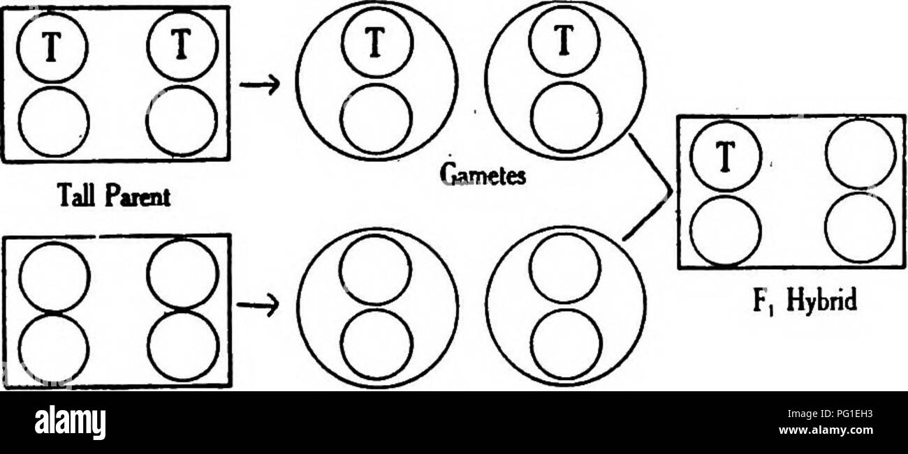 . Letture in evoluzione, Genetica ed eugenetica. Evoluzione; eredità; eugenetica. 414 letture in evoluzione, Genetica ed eugenetica dai fatti ed è stata la spiegazione del meccanismo generalmente accettati. Secondo la presenza e l'assenza ipotesi, tuttavia la situazione è guardato da tutto un diverso punto di vista. Tall- ness è il risultato di un determinante, ma dwarfness è semplicemente il risultato di assenza di il determinatore per tallness. Il carattere dominante è prodotta da un determinatore ereditabili, ma il carattere recessivo compare solo quando il determinatore dominante è lackin Foto Stock