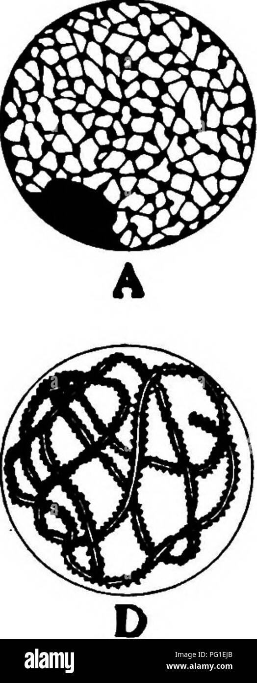 . Letture in evoluzione, Genetica ed eugenetica. Evoluzione; eredità; eugenetica. 4o6 LETTURE IN EVOLUZIONE, Genetica ed eugenetica del numero di cromosomi di una metà che la caratteristica delle cellule somatiche. Precedenti la riduzione effettiva divisione la cromatina passa attraverso una complessa serie di passaggi che possono essere incluse sotto il termine synapsis. (Questo termine a volte è applicata in un senso specifico per l'accoppiamento dei cromosomi omologhi e talvolta al con- trazione della cromatina filettature nella fase di coniugazione.) Le fasi essenziali del processo di prereduction sono mostrati di profilo in Foto Stock