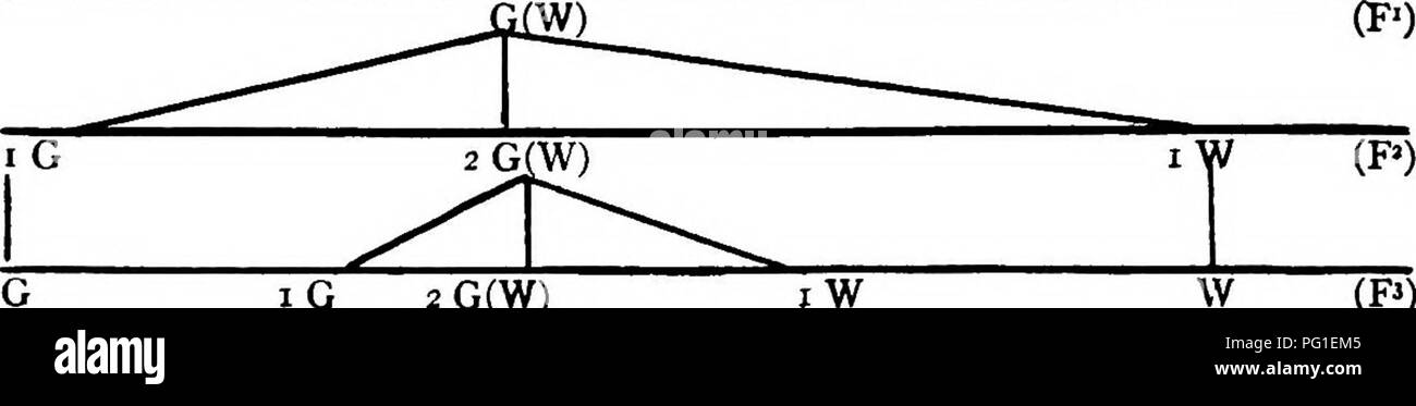 . Letture in evoluzione, Genetica ed eugenetica. Evoluzione; eredità; eugenetica. 384 letture in evoluzione, Genetica ed eugenetica dominanti, tuttavia, non erano tutti dominanti puro, per quando sono stati ammessi al self-fertilizzare hanno prodotto un terzo pura domi- nants e due terzi "impuro" dominanti, quest'ultimo essendo distin- guished dal fatto che nella loro prole recessives riapparve nella proporzione di uno recessivo per tre dominanti. I fatti eccezionali, prendendo il caso del giallo-seminate e verde- seminato piselli, può essere così smnmarised:- generazione parentale (Pi) Giallo-vedere Foto Stock