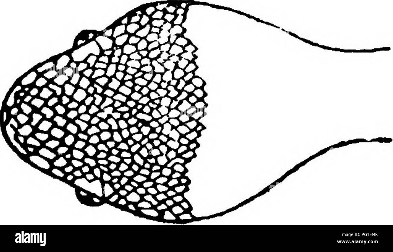 Questo lavoro di W. H. Cazaly fornisce descrizioni dettagliate delle specie di serpenti comuni presenti in India e Birmania, concentrandosi sulle loro caratteristiche di identificazione, tra cui la struttura della testa e i contrassegni. È una guida completa per riconoscere i serpenti velenosi e non velenosi in queste regioni. Foto Stock