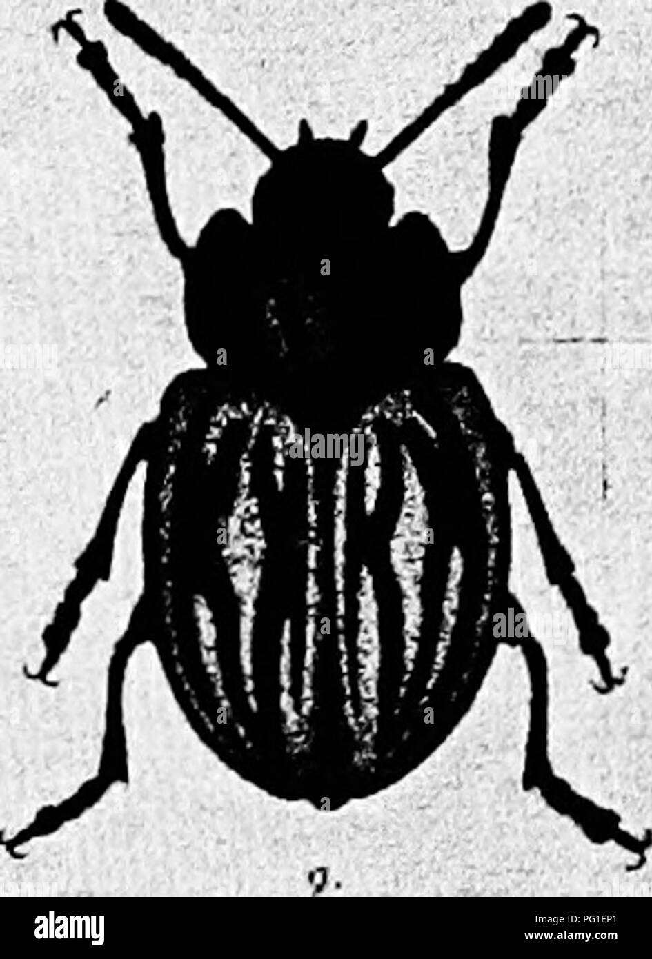 . Letture in evoluzione, Genetica ed eugenetica. Evoluzione; eredità; eugenetica. Fig. 60.-alcuni tipi di divergente (mutazioni) di coleotteri prodotta da soggetti- ing le cellule germinali di influenze esterne. Un normale, decemlineata; B, forma pallida; C, torluosa; D, defectopunctata. {Dalla Torre.) nuovi personaggi (Fig. 61) che razza vero per t5^e per quattro o più generazioni. Se o non i cambiamenti più persistenti non sappiamo, MacDougal poiché non ha pubblicato alcuna ulteriori dettagli. Gager scoperto che l'azione di radium raggi su i grani di polline di diverse piante ha avuto un profondo effetto su Foto Stock