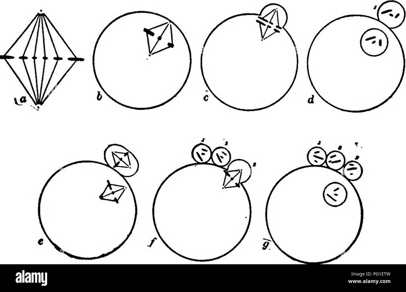 Questo lavoro sull'evoluzione, la genetica e l'eugenetica discute la maturazione della cellula spermatica e la divisione degli spermatociti primari in spermatociti secondari, evidenziando concetti importanti nell'ereditarietà e nella riproduzione. Foto Stock