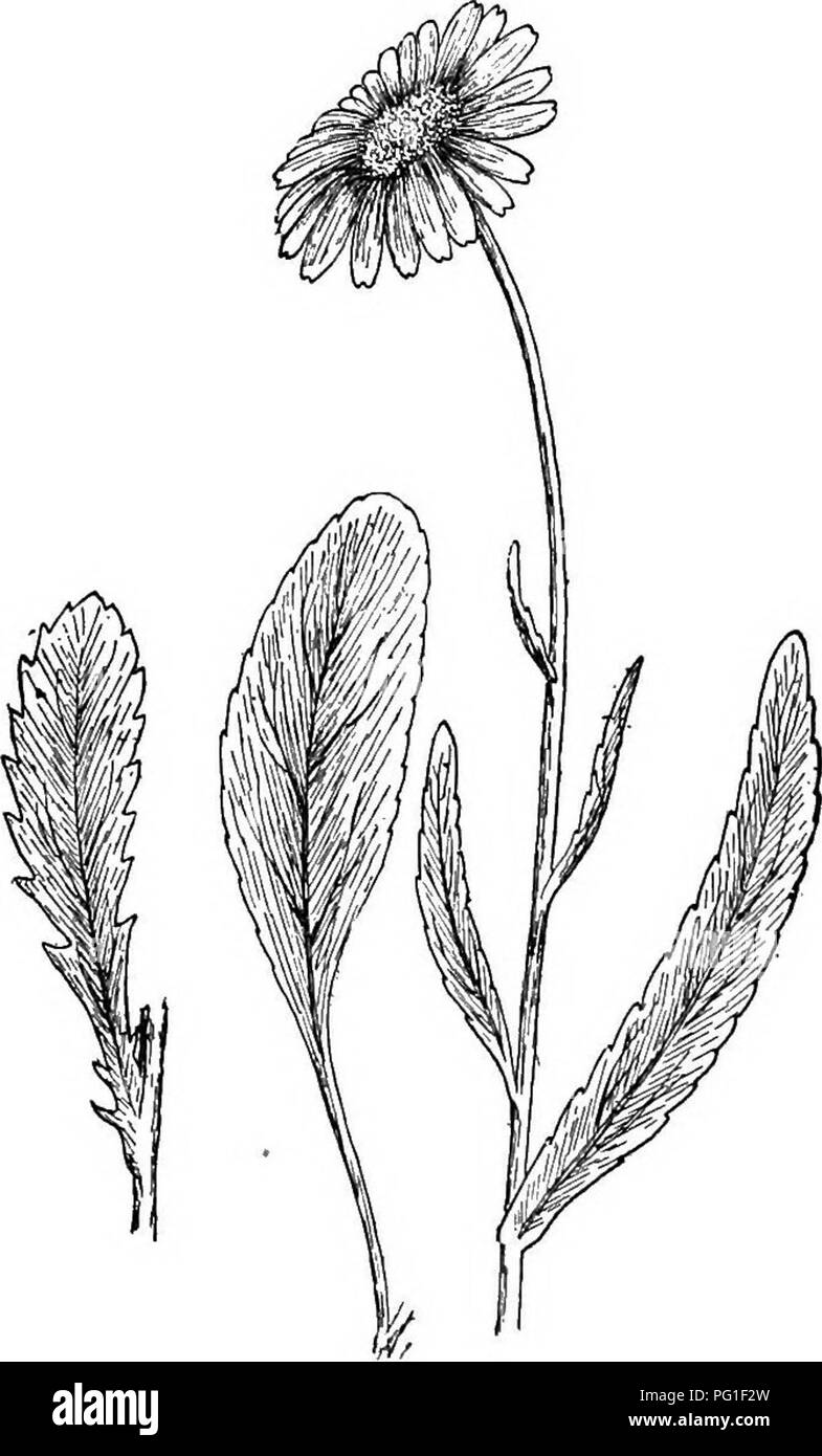 . Dell'enciclopedia di American orticoltura comprendente suggerimenti per la coltivazione di piante orticole, descrizioni delle specie di frutta e ortaggi, fiori e piante ornamentali vendute negli Stati Uniti e in Canada, insieme geografico e biografie. Il giardinaggio. 465. Crisantemo tuse lacustre, emarginati con smussata o denti affilati, quelli inferiori petioled, quelle superiori quasi sessili, la più grande dell'IVS. 5-11. lungo, 1^-2 in largo. W. Asia.-tipicamente con brevi raggi bianco, ma quando sono assenti la pianta è var. tanaoetoides, Boiss. Costmary. Mint Gekanium. Fig. 464. E anche Foto Stock