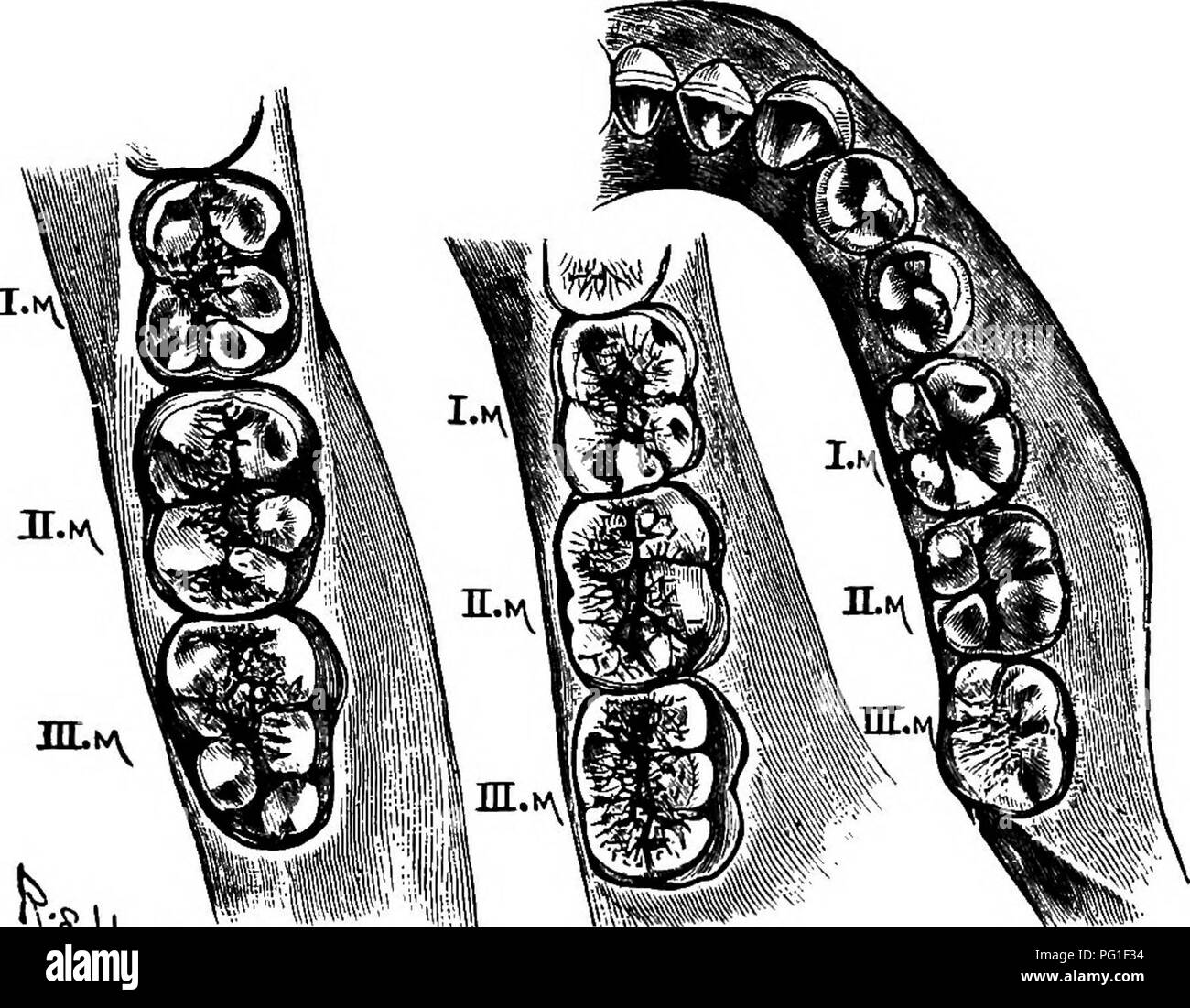 . Letture in evoluzione, Genetica ed eugenetica. Evoluzione; eredità; eugenetica. Le evidenze della morfologia l6l il secondo o il terzo molare dell'uomo presenta cinque cuspidi-^in uno dei casi seguenti la scimpanzé, in altri il gorilla. Questi ultimi varia- zioni, pertanto, può piuttosto essere considerata come di reversibilità. Per questi fatti sono riconoscente per la gentilezza del sig. C. S. tomi. ID. Perforazioni di Omero.-Le peculiarità che abbiamo di avviso sotto questa voce sono due nvunber. In primo luogo, la sovra-condyloid foramen è una caratteristica normale in alcuni dei Quadrumana inferiore (Fig. 34), dove giv Foto Stock