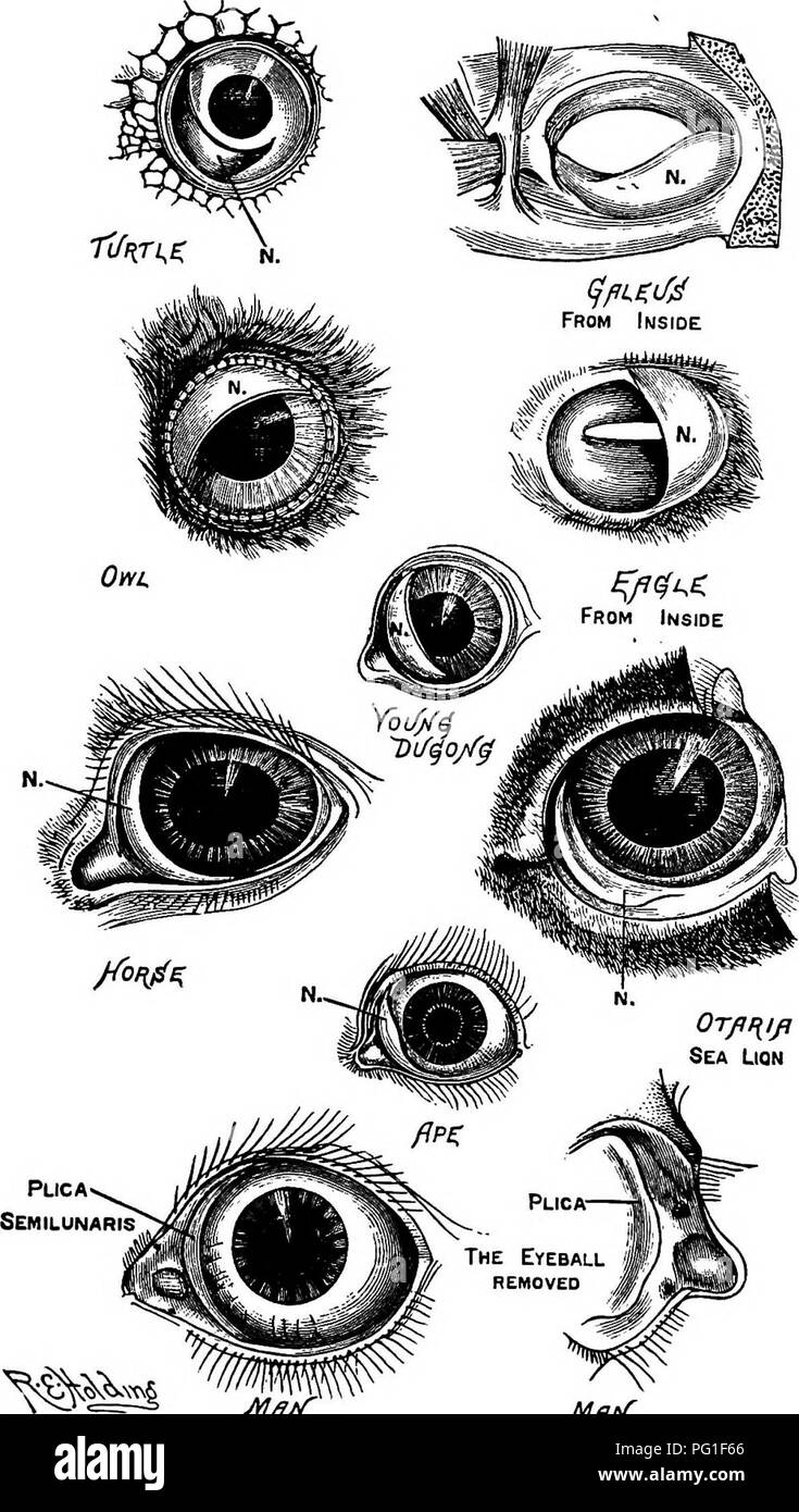 . Letture in evoluzione, Genetica ed eugenetica. Evoluzione; eredità; eugenetica. Le evidenze della morfologia 147. J^fiX yif/?X Fig. 19.-Le illustrazioni della membrana nictitating in vari animali denominato, prelevata dalla natura. La lettera N indica la membrana in ogni caso. Nell uomo è chiamato il ^lica semilunaris ed è rappresentato nelle due figure inferiore sotto questo nome. Nel caso dello squalo {Galeus), membrana muscolare viene mostrato come sezionato. {Da Romanes.). Si prega di notare che queste immagini vengono estratte dalla pagina sottoposta a scansione di immagini che possono essere state migliorate digitalmente per la leggibilità - Foto Stock