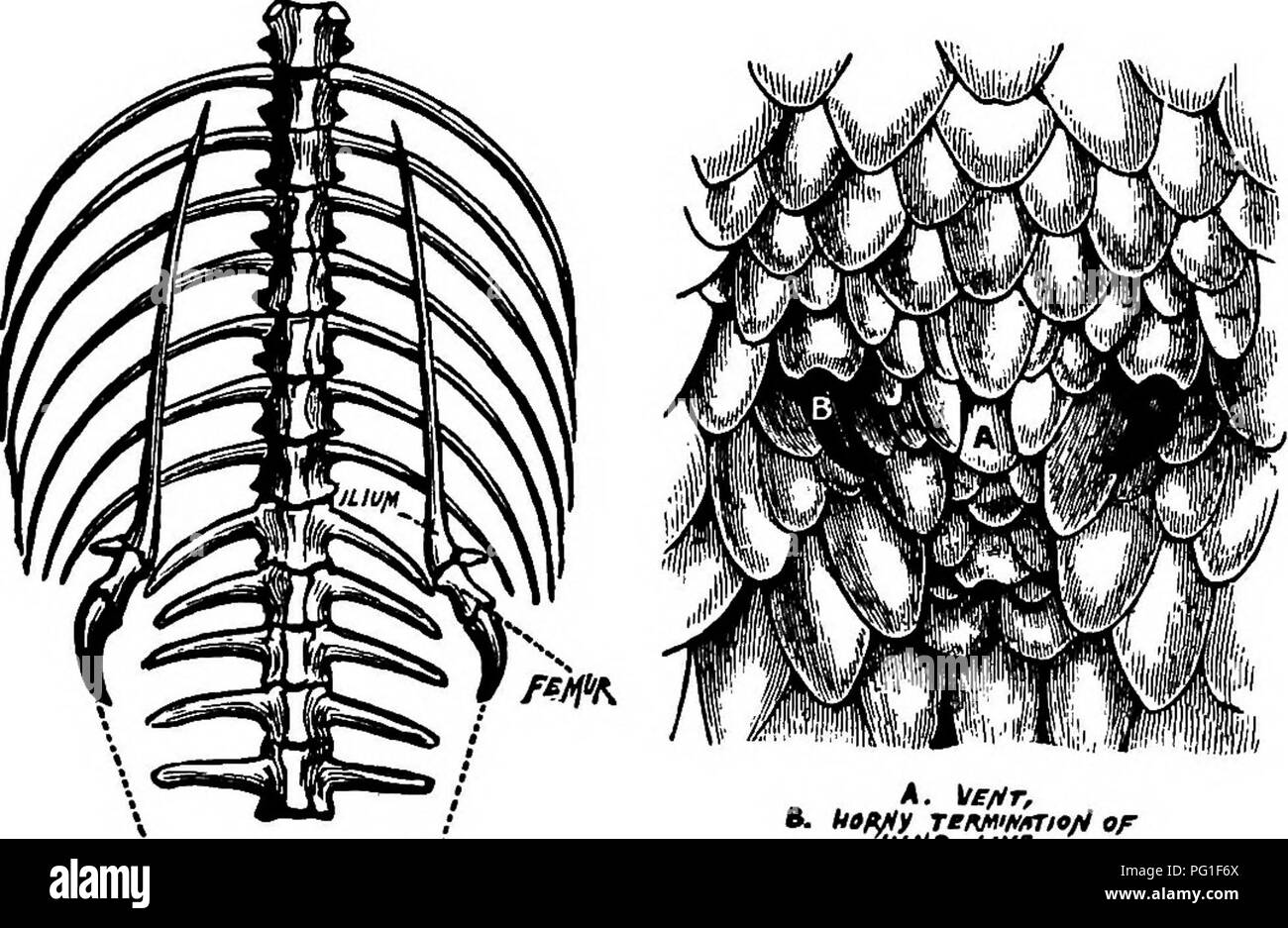 . Letture in evoluzione, Genetica ed eugenetica. Evoluzione; eredità; eugenetica. Le evidenze della morfologia 141 le mutate condizioni di vita, di un organo che in precedenza era utile diventa inutile, sarà subito a rimpicciolirsi lontano nelle successive generazioni, sotto l'influenza di talune cause naturali che dovremo prendere in considerazione in futuro capitoli. D'altro canto, la teoria di creazione speciale può solo sostenere che questi primi rudimenti sono formate per amor di aderire ad un tipo ideale. Ora, qui di nuovo la prima teoria sembra essere trionfante su quest'ultimo; per, senza aspettare a disp Foto Stock