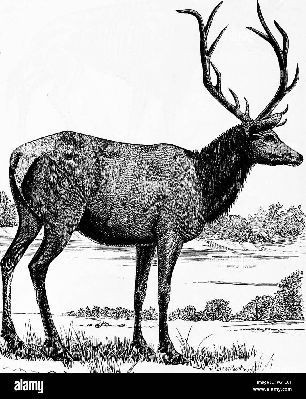 . Zoologia : per gli studenti e i lettori . Zoologia. (I08 zoologia. ing cervi ed antilopi è il Sivathervum (Fig. 524, 525) del Tertiaiy letti dell'Himalaya, che aveva due corna ed erano creature gigantesche, quasi come. Fig, 527.-EUc o Wapati.-Frum Caton di antilopi e cervi di America. ingombranti come un elefante e della forma singolare approxi- valgono indicato da tlic disegni illuistrations, avente affinità per le antilopi e le giraffe. La famiglia cervi {C'ervidcs) è rappresentato nel Regno. Si prega di notare che queste immagini vengono estratte dalla pagina sottoposta a scansione imag Foto Stock