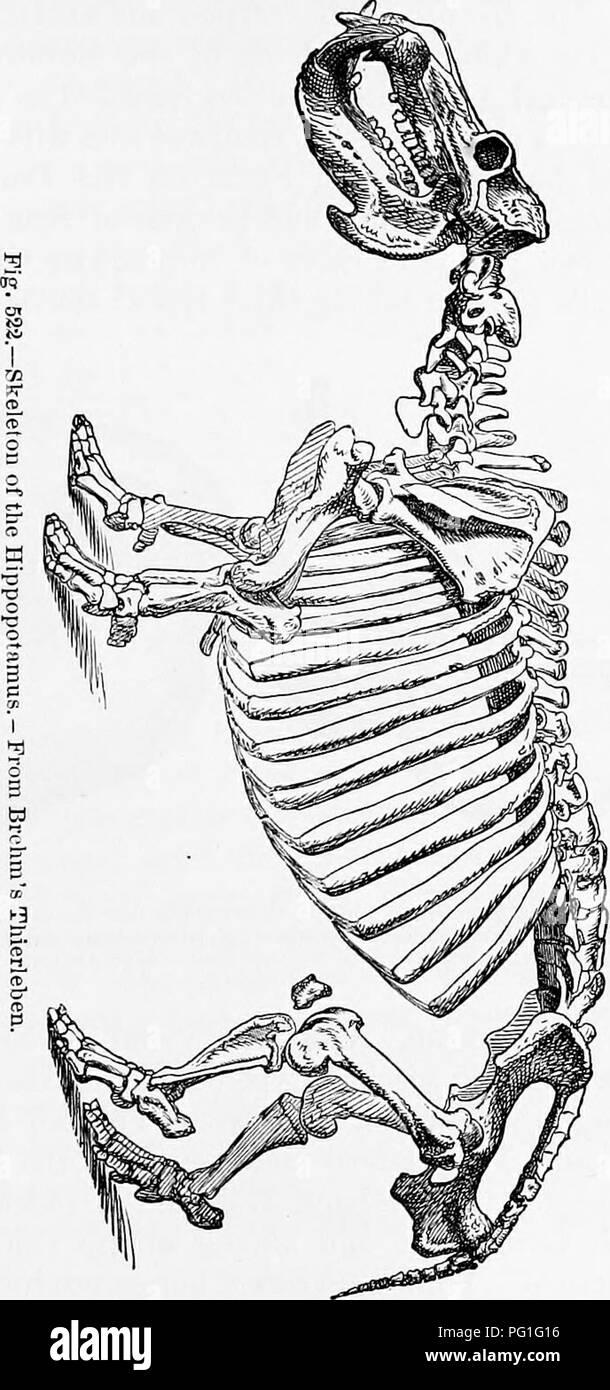 . Zoologia : per gli studenti e i lettori . Zoologia. Il cavallo e la sua varietà. 603 Il lioree {Eqm/s caiallufi Linn.) è la maggior parte nseful di tutti aninuils domestico e accanto alle navi di un primo mezzo di diffusione della civiltà. Dalla selezione artificiale di un grande num-. ber di yarieties, razze e ceppi sono state prodotte, adattate per la performance di diversi tipi di lavoro. Il cavallo esiste solo in un stato addomesticato. Sanson membri che. Si prega di notare che queste immagini vengono estratte dalla pagina sottoposta a scansione di immagini che possono essere state migliorate digitalmente per la leggibilità - colorazione e appeara Foto Stock