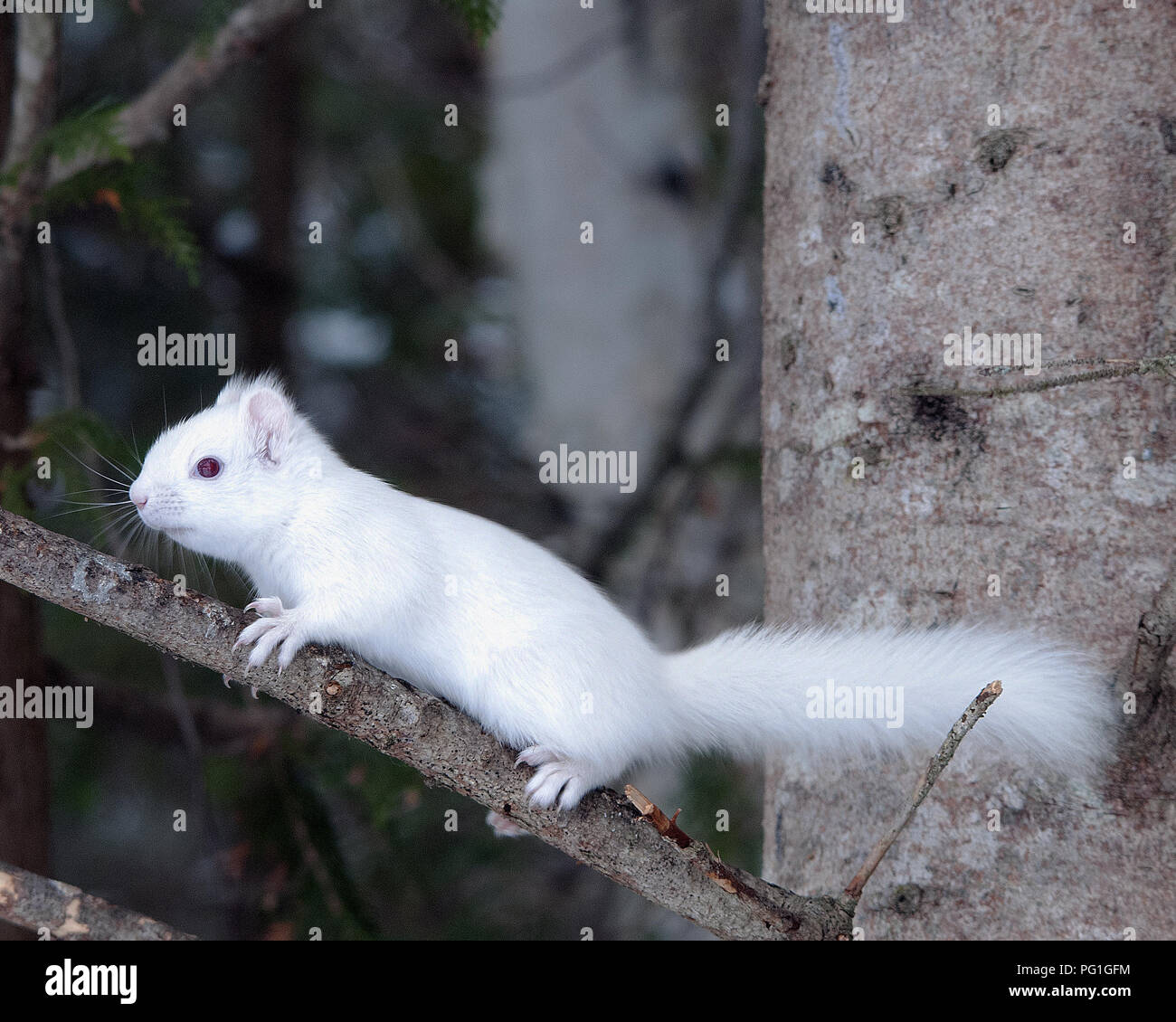 Albino Squirrel seduto su un ramo nel deserto che mostra pelliccia bianca, orecchie rosa, occhi rossi nel suo ambiente e habitat. Foto Stock