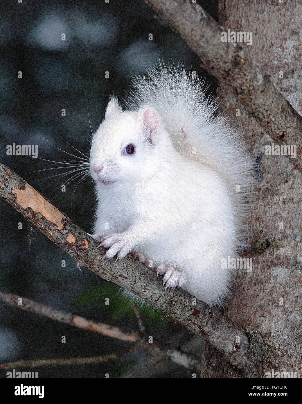 Scoiattolo Albino seduto su un ramo nel deserto. Foto Stock