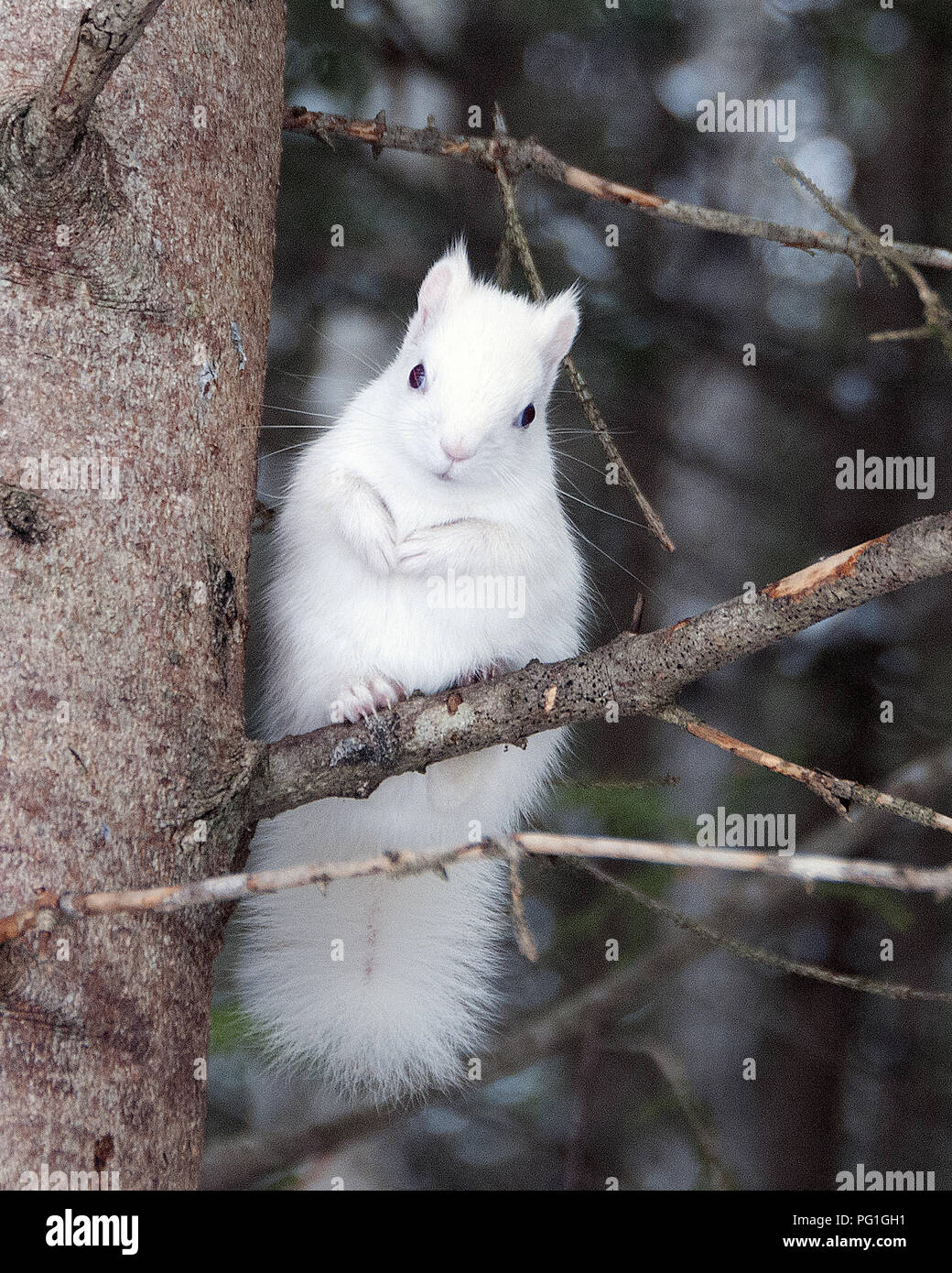 Albino Squirrel seduto su un ramo di albero nel deserto, guardando la telecamera con uno sfondo sfocato. Foto Stock